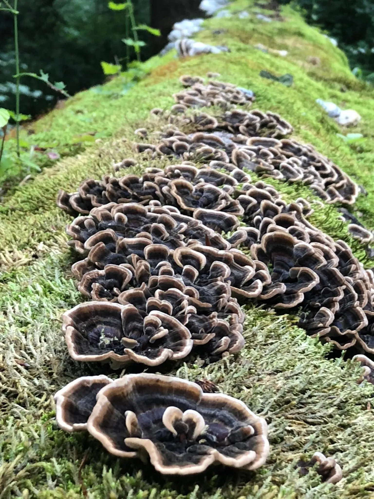 Property building in Valea Salbatica