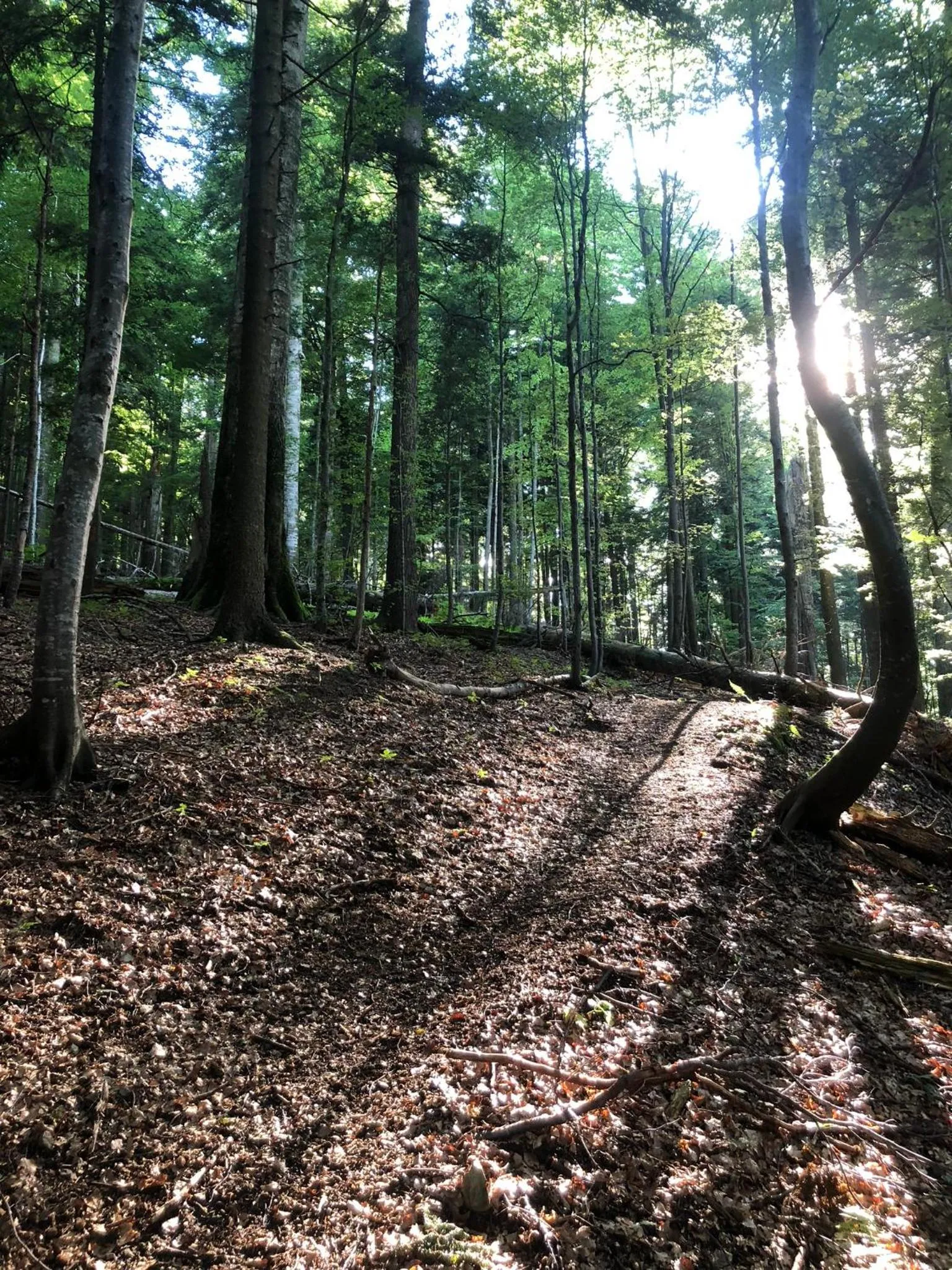 Property building in Valea Salbatica