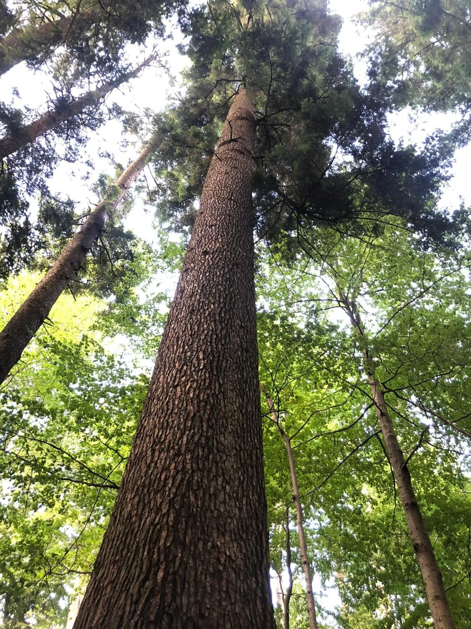 Property building in Valea Salbatica