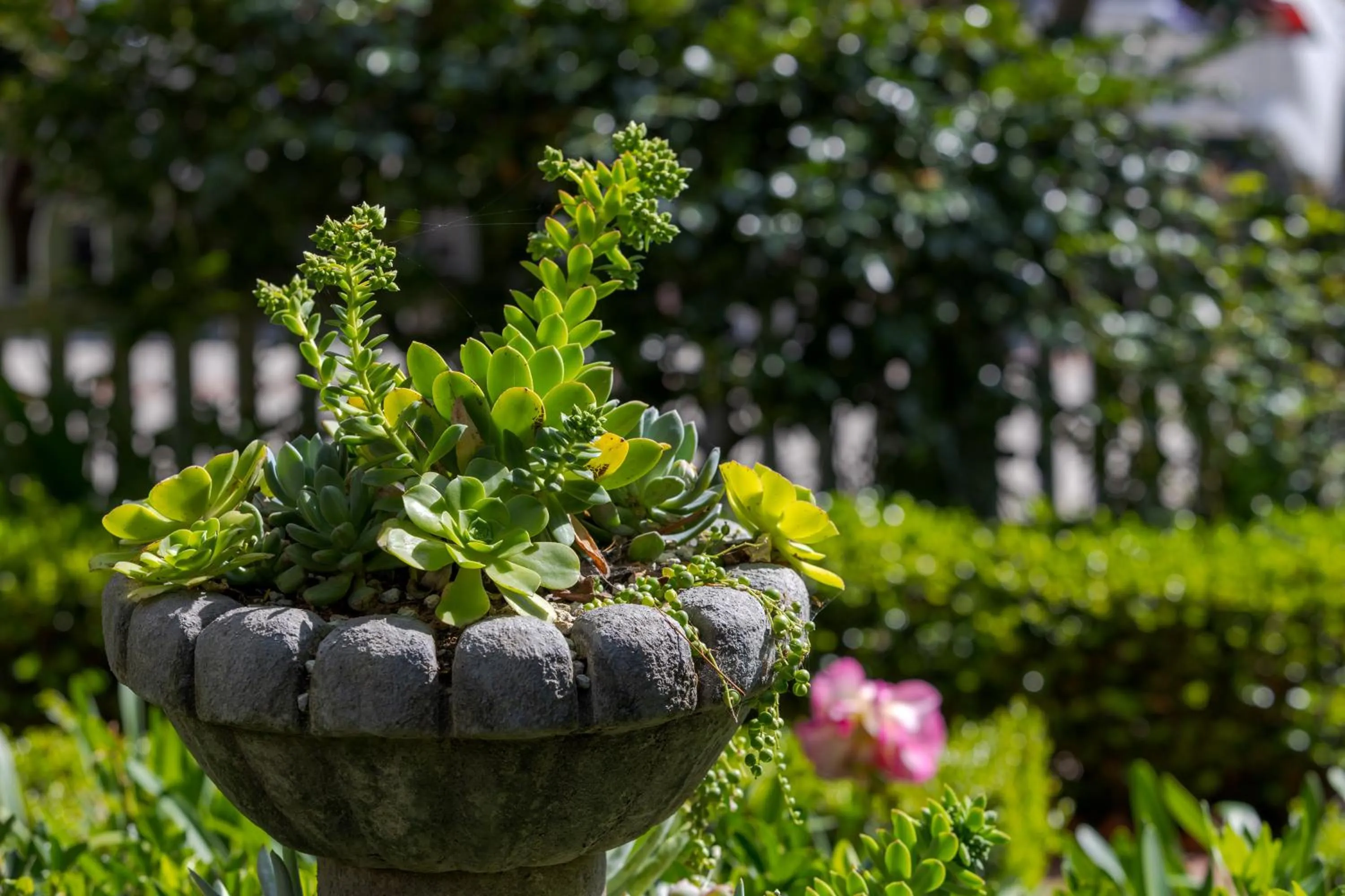 Garden in De La Vina Inn