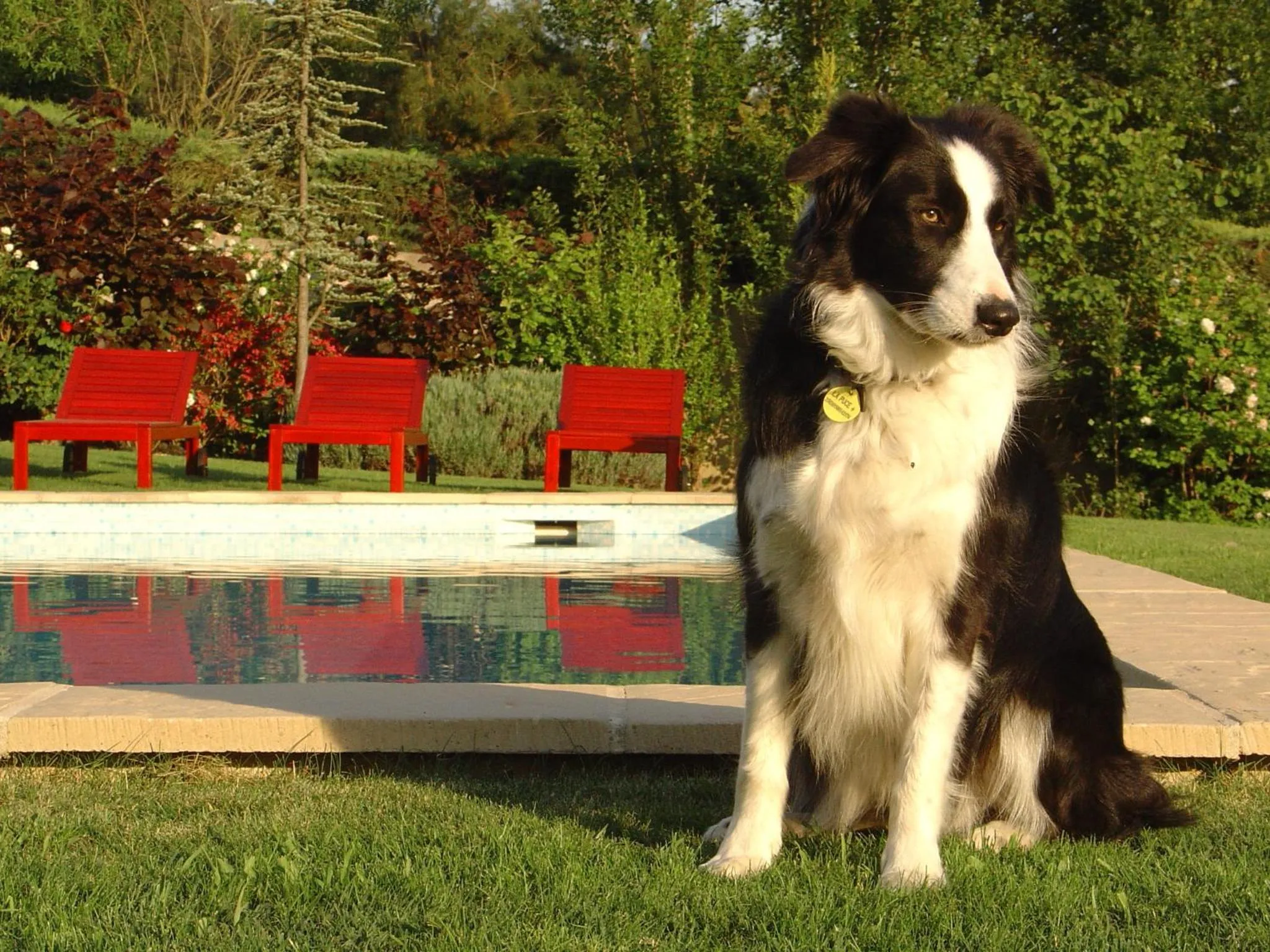 Pets in La Bastide Tara