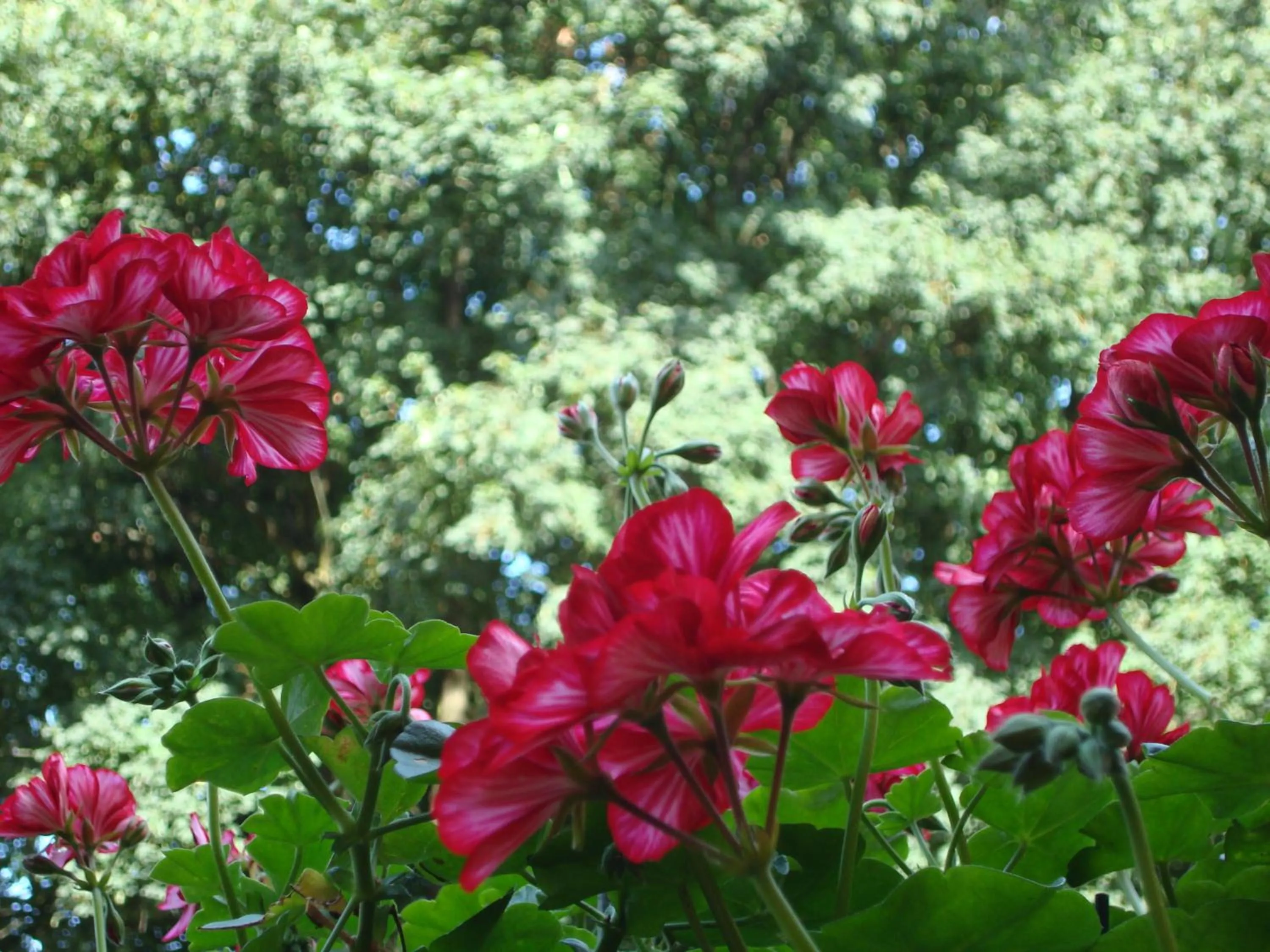 Garden in Brigitte & Alain
