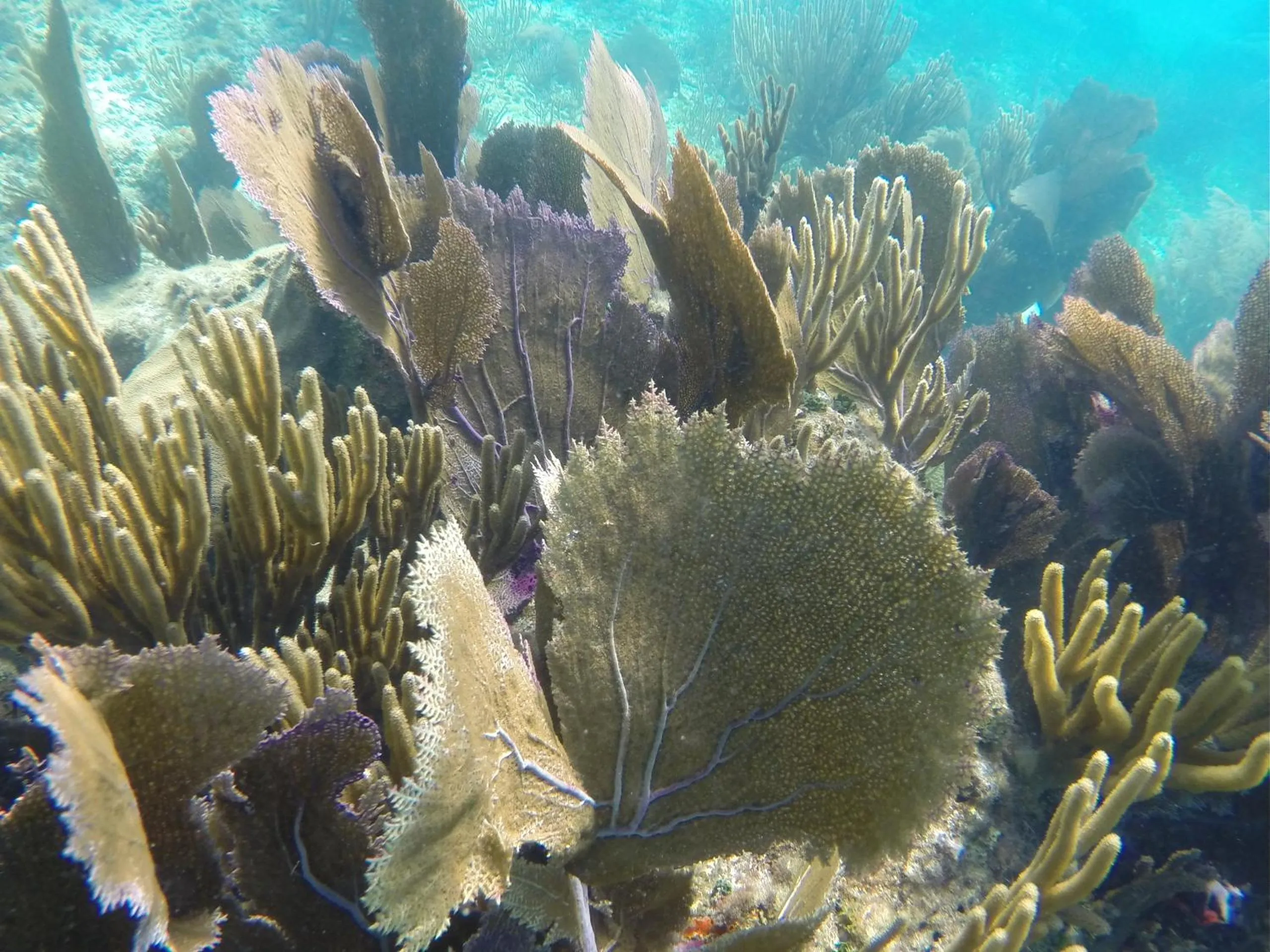 Diving in Laru Beya Resort