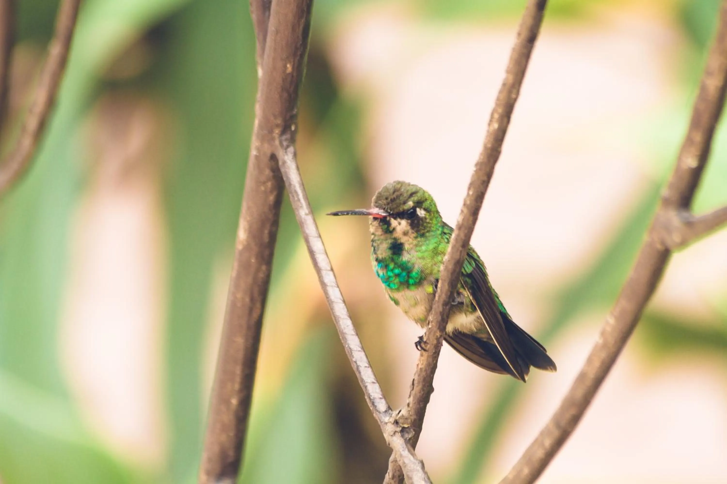 Animals in Wetiga Hotel