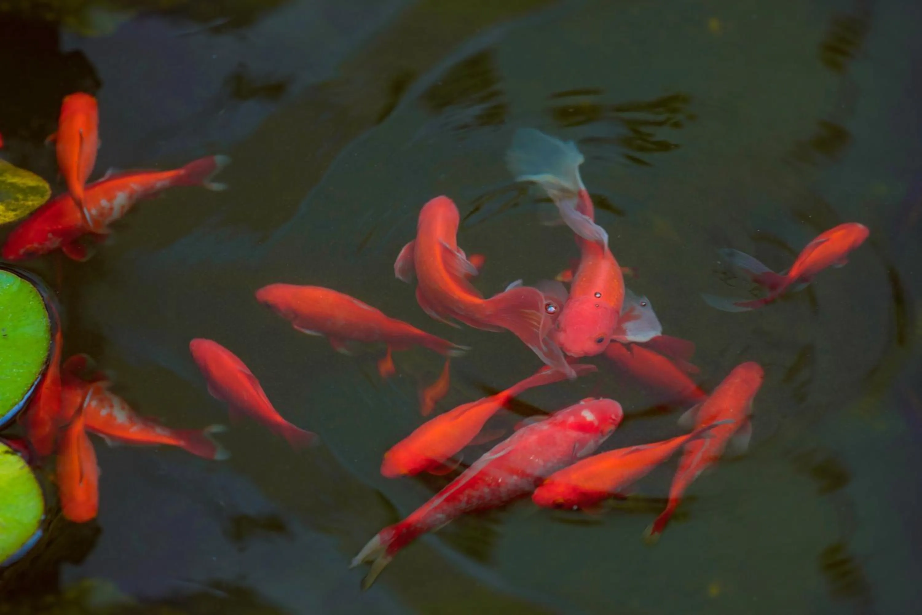 Garden in Atlant Hotel