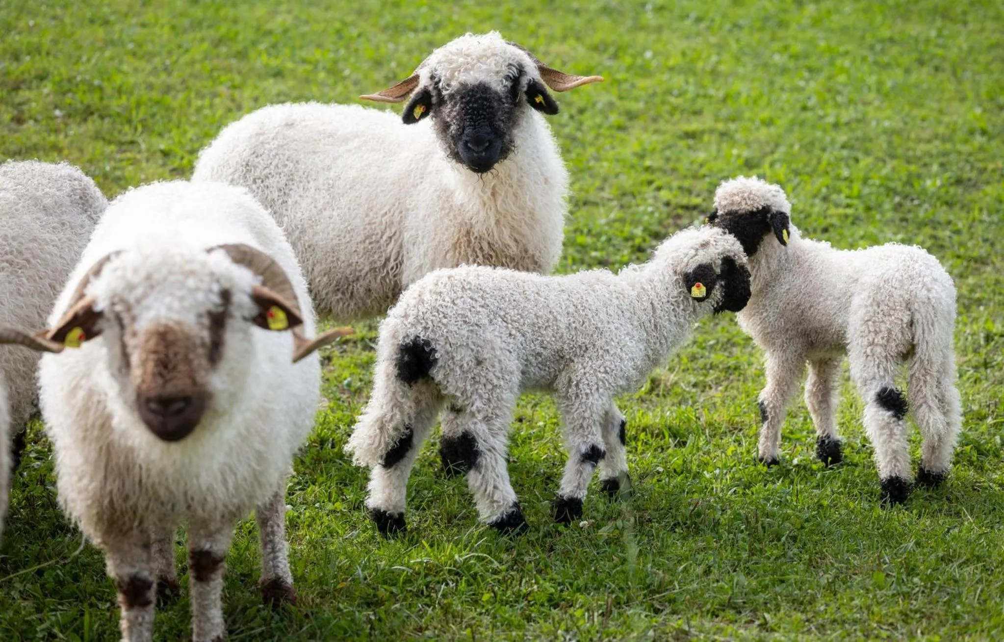 Animals in Hotel Schröckerhof