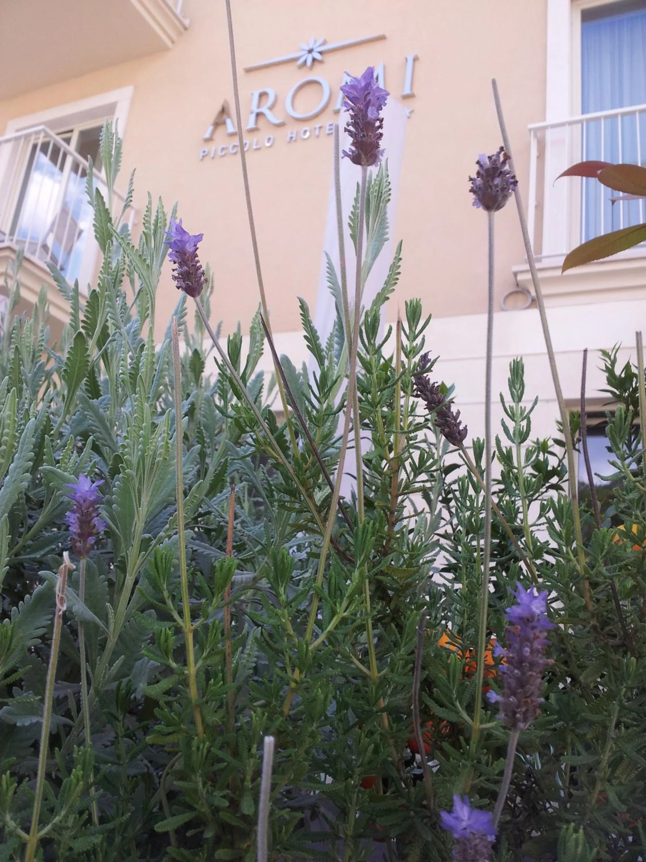 Property logo or sign in Aromi Piccolo Hotel