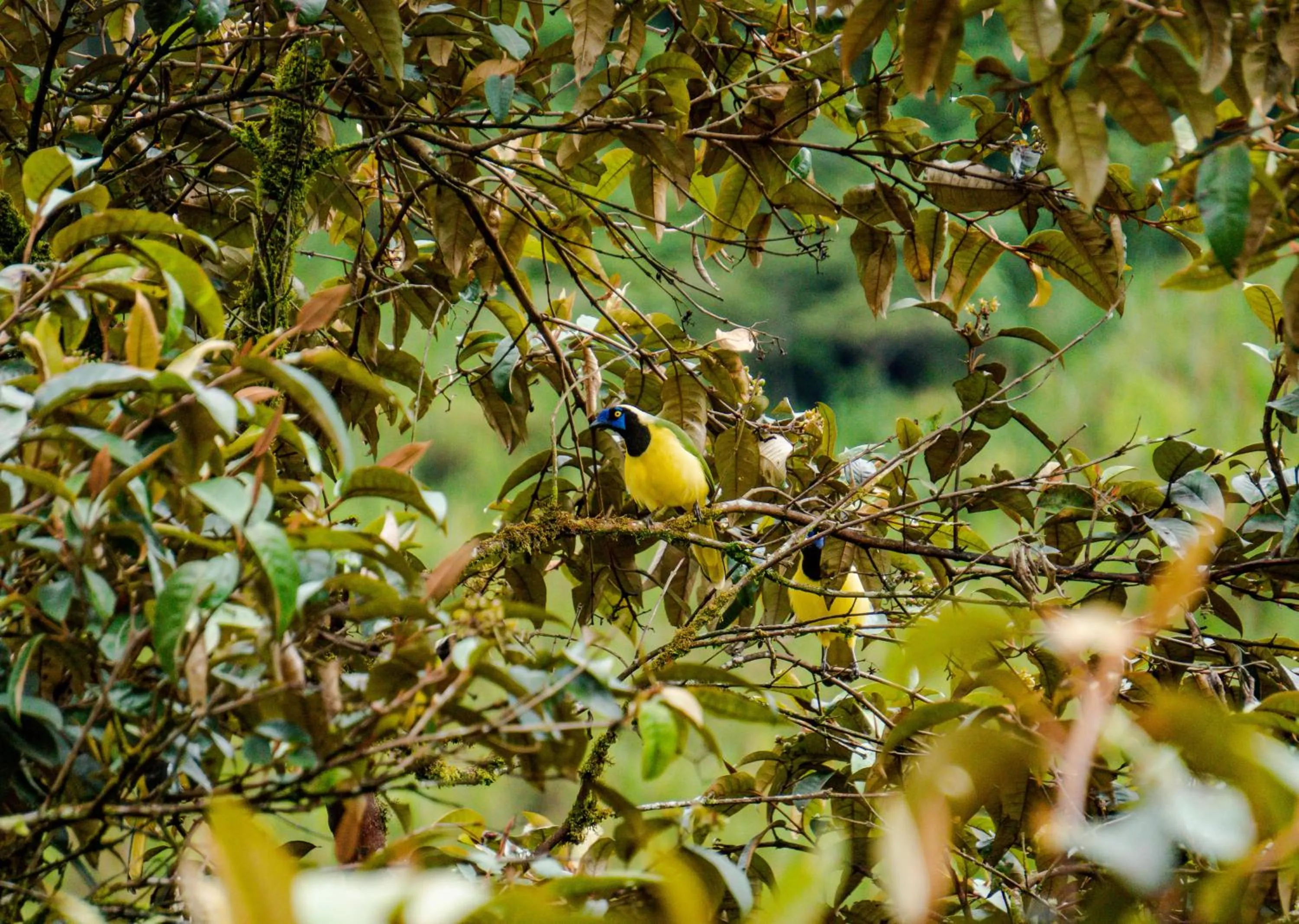 Spring in Spa Hosteria Miramelindo
