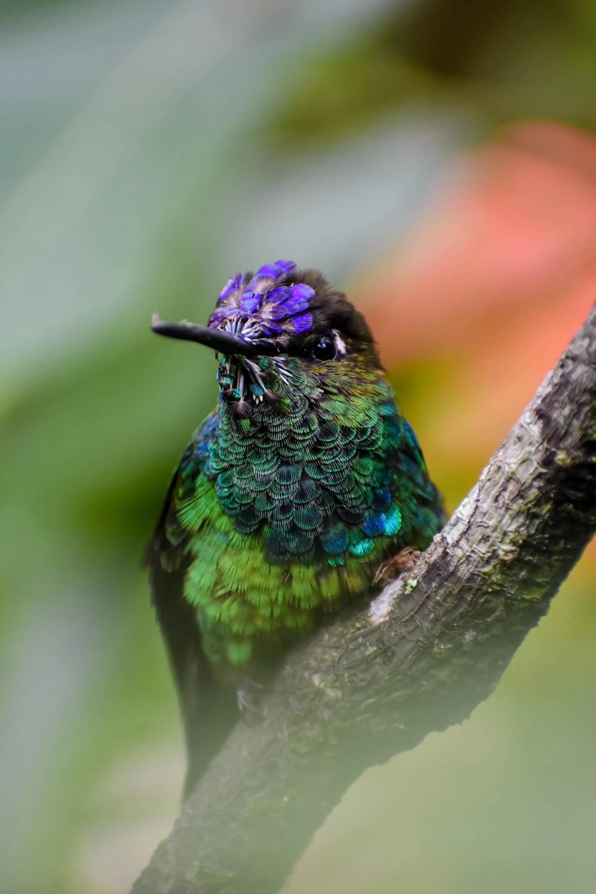Garden in Spa Hosteria Miramelindo
