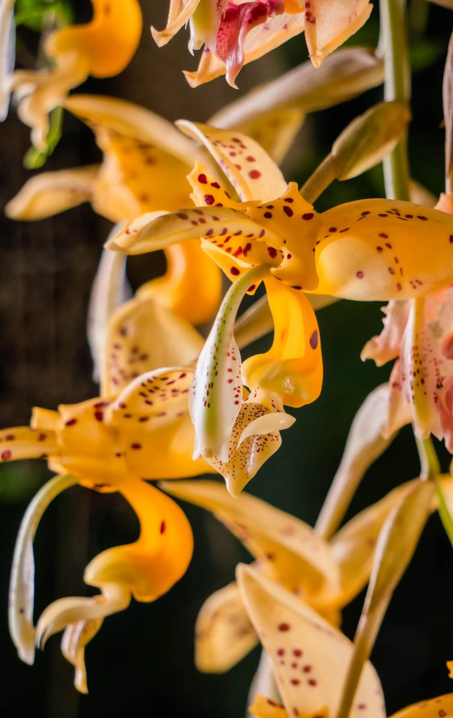 Garden in Spa Hosteria Miramelindo