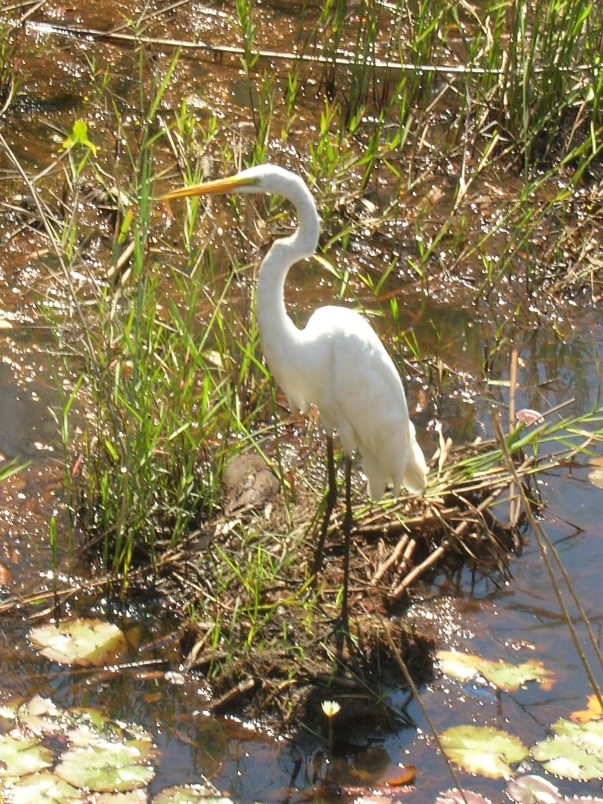 Animals in Parrot Cove Lodge