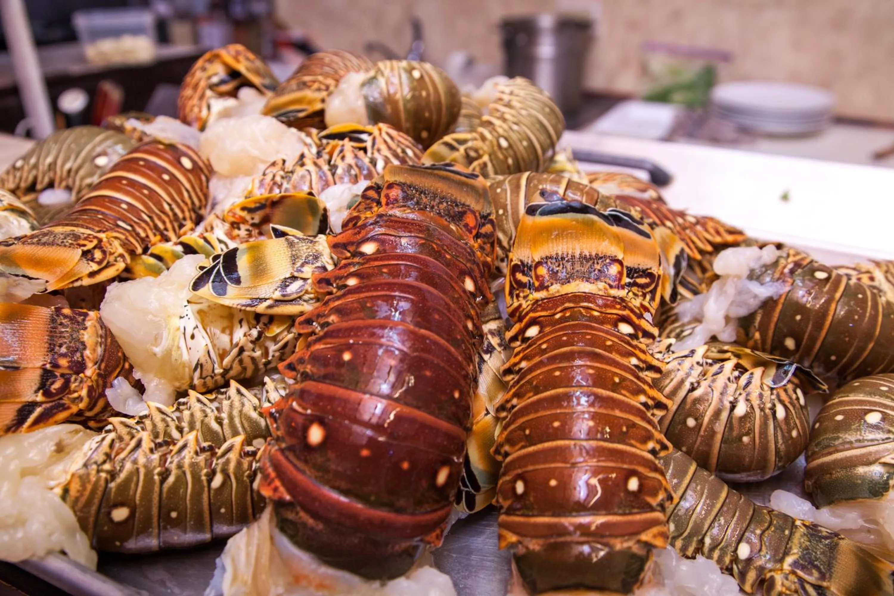 Dinner in Parrot Cove Lodge