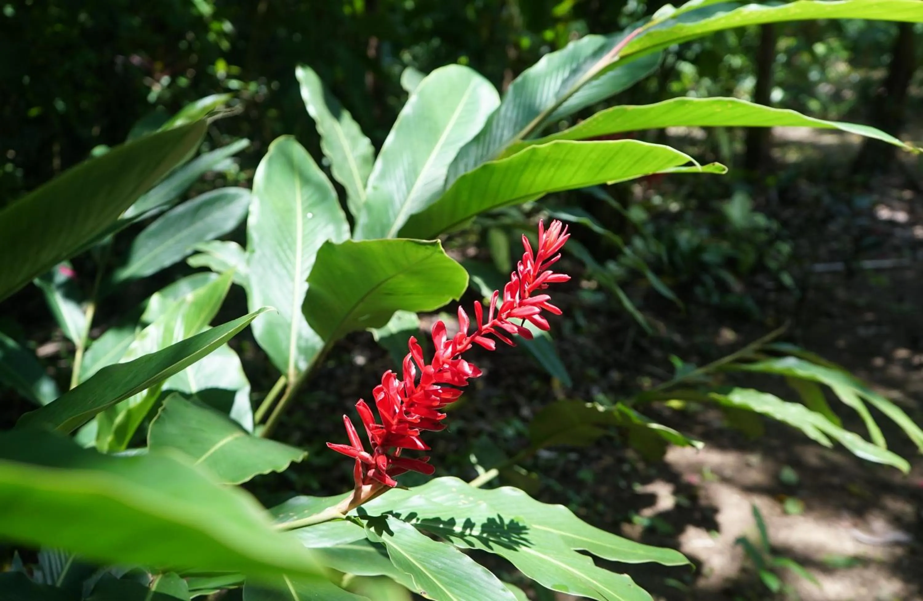 Garden in Hotel Villas Rio Mar