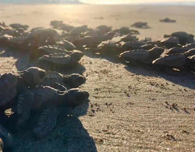 Day in Redwood Beach Resort