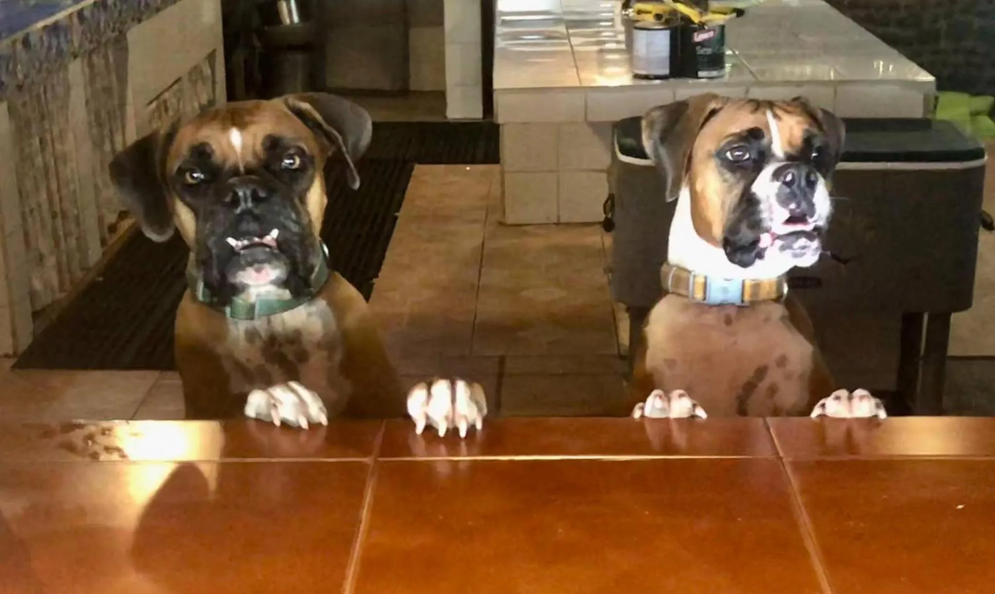 Pets in Redwood Beach Resort