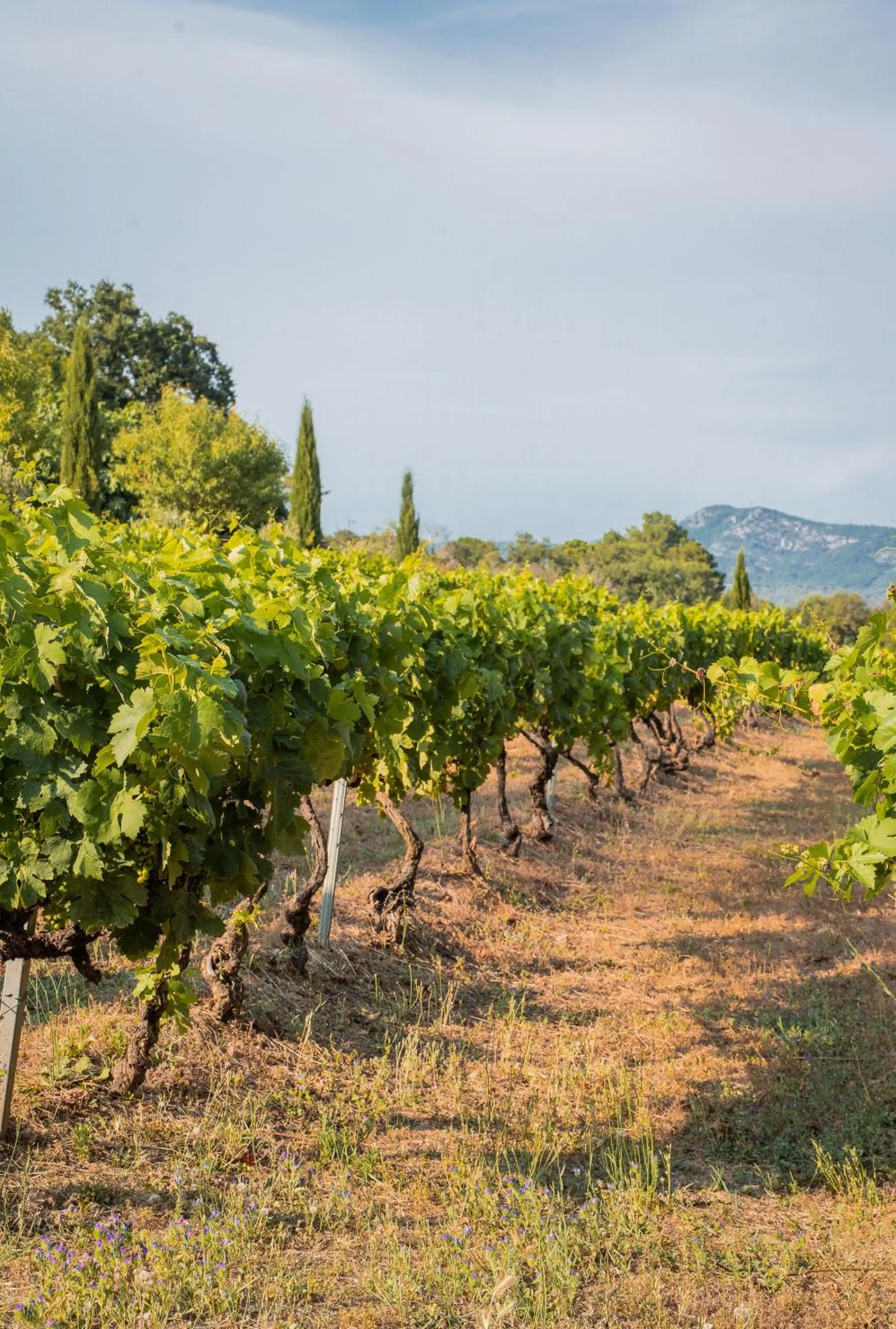 Natural landscape in La Bergerie