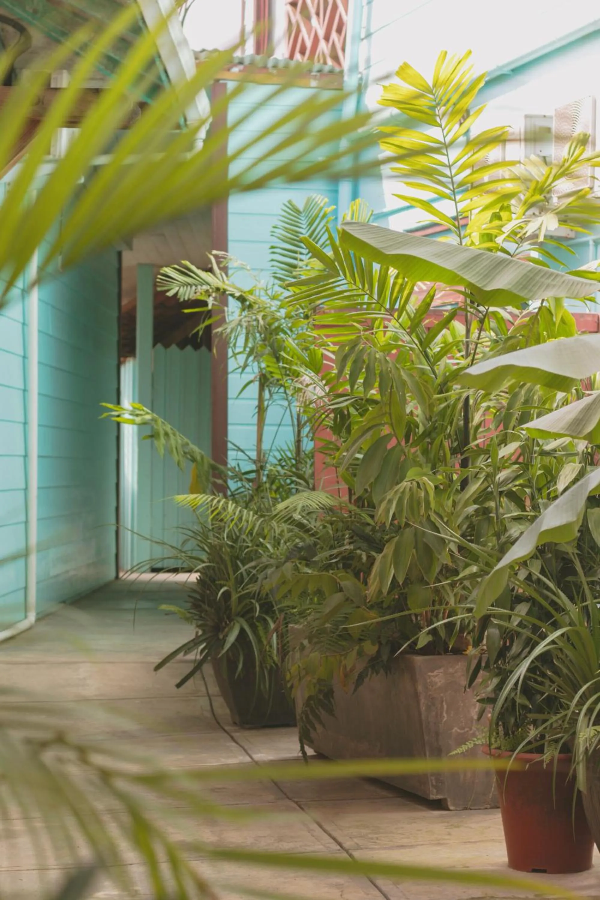 Patio in Hotel Palma Royale