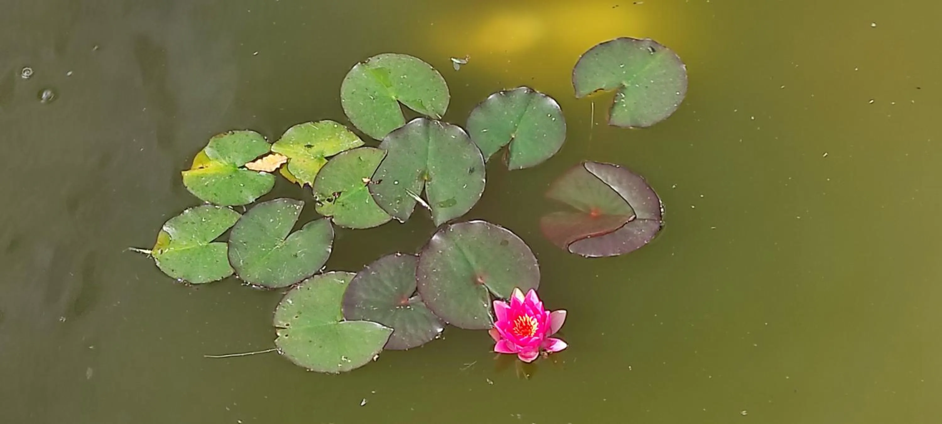 Garden in Red Rose B&B