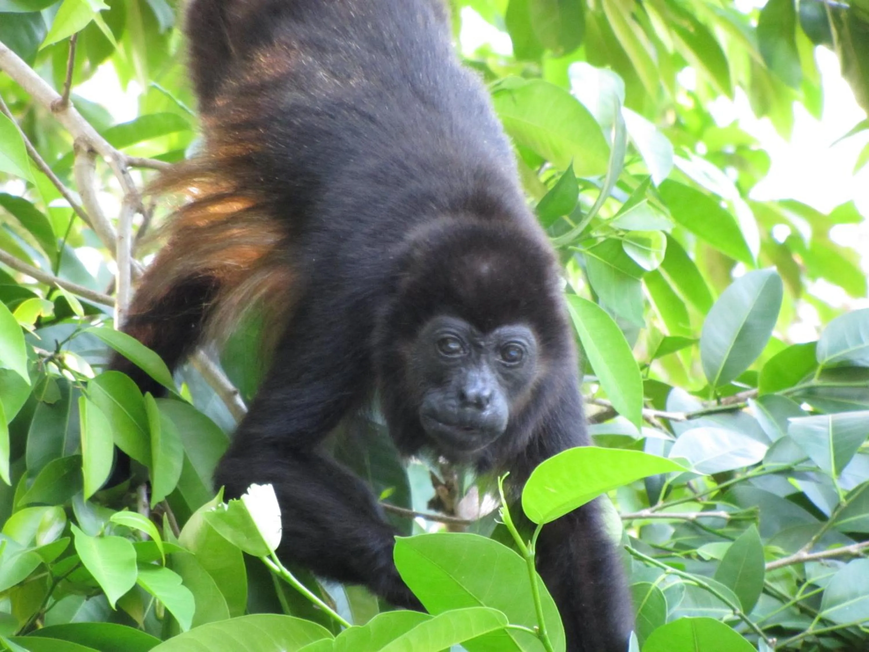 Area and facilities in Hotel Belvedere Playa Samara Costa Rica