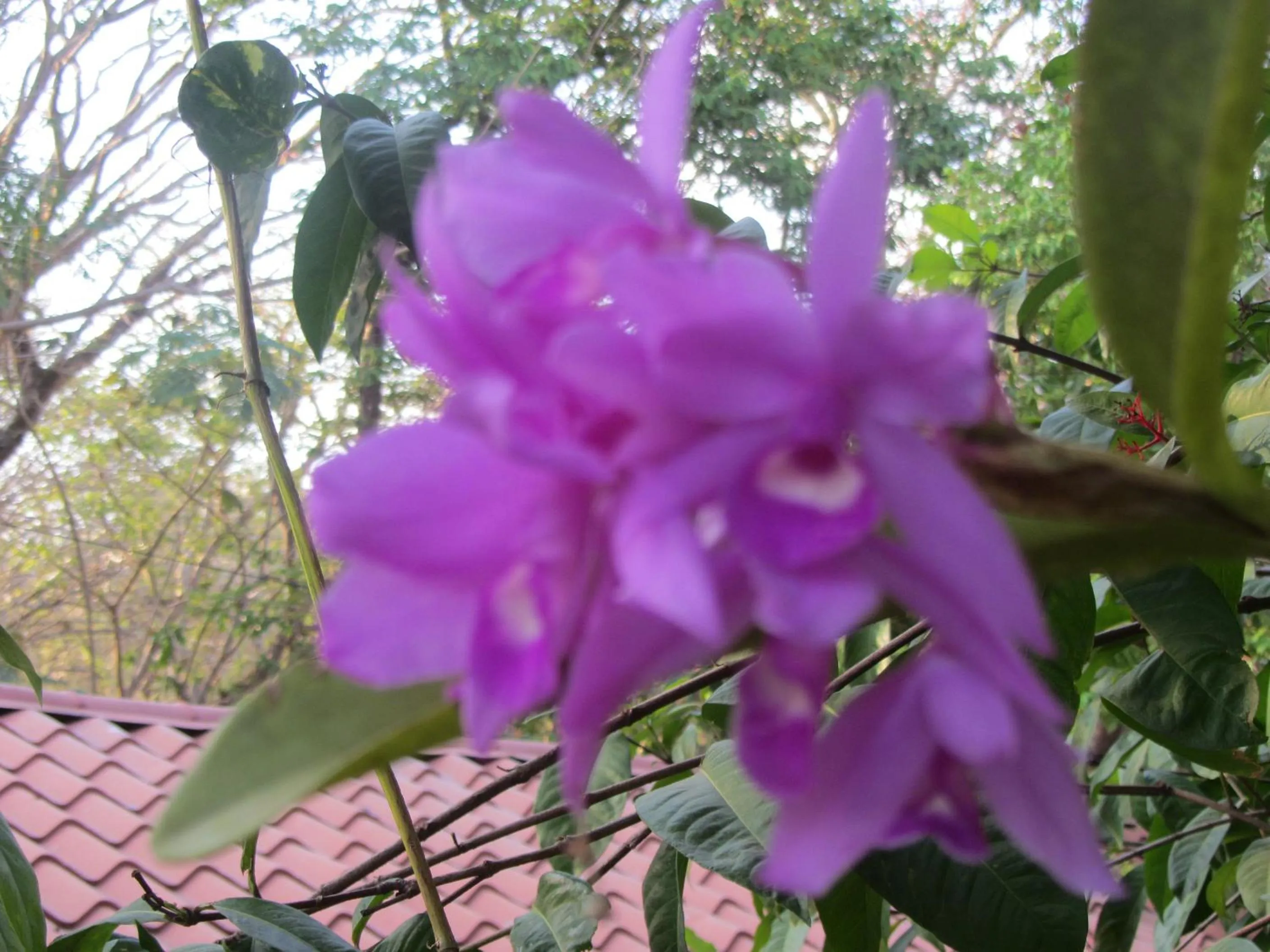 Day in Hotel Belvedere Playa Samara Costa Rica