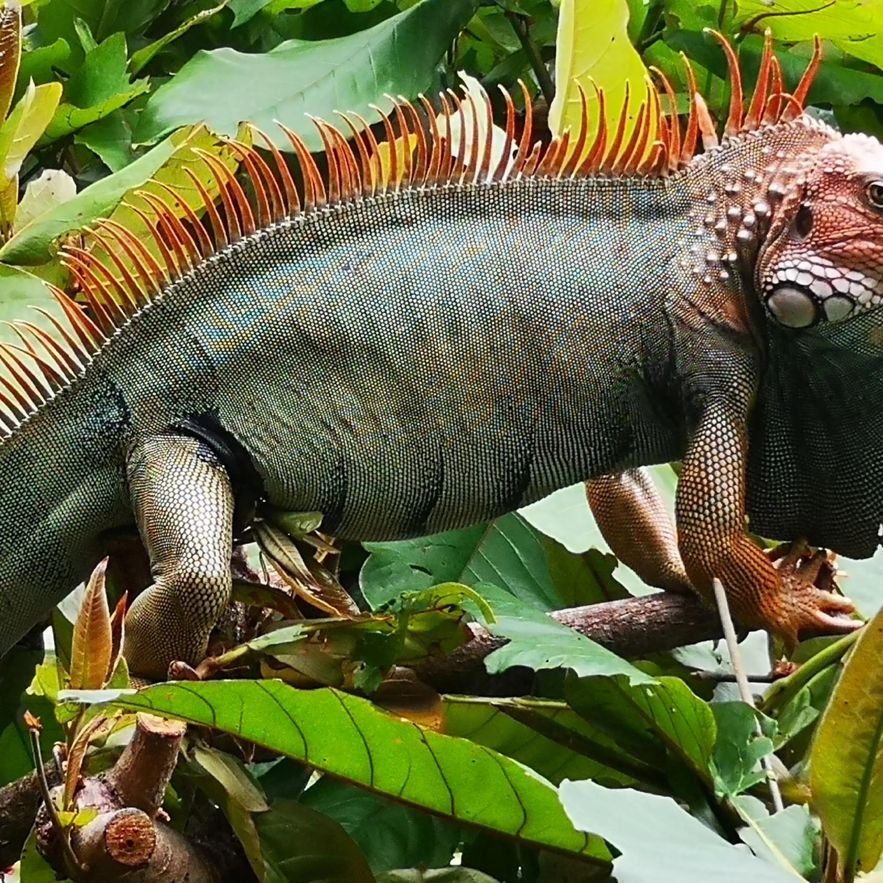 Hotel Belvedere Playa Samara Costa Rica