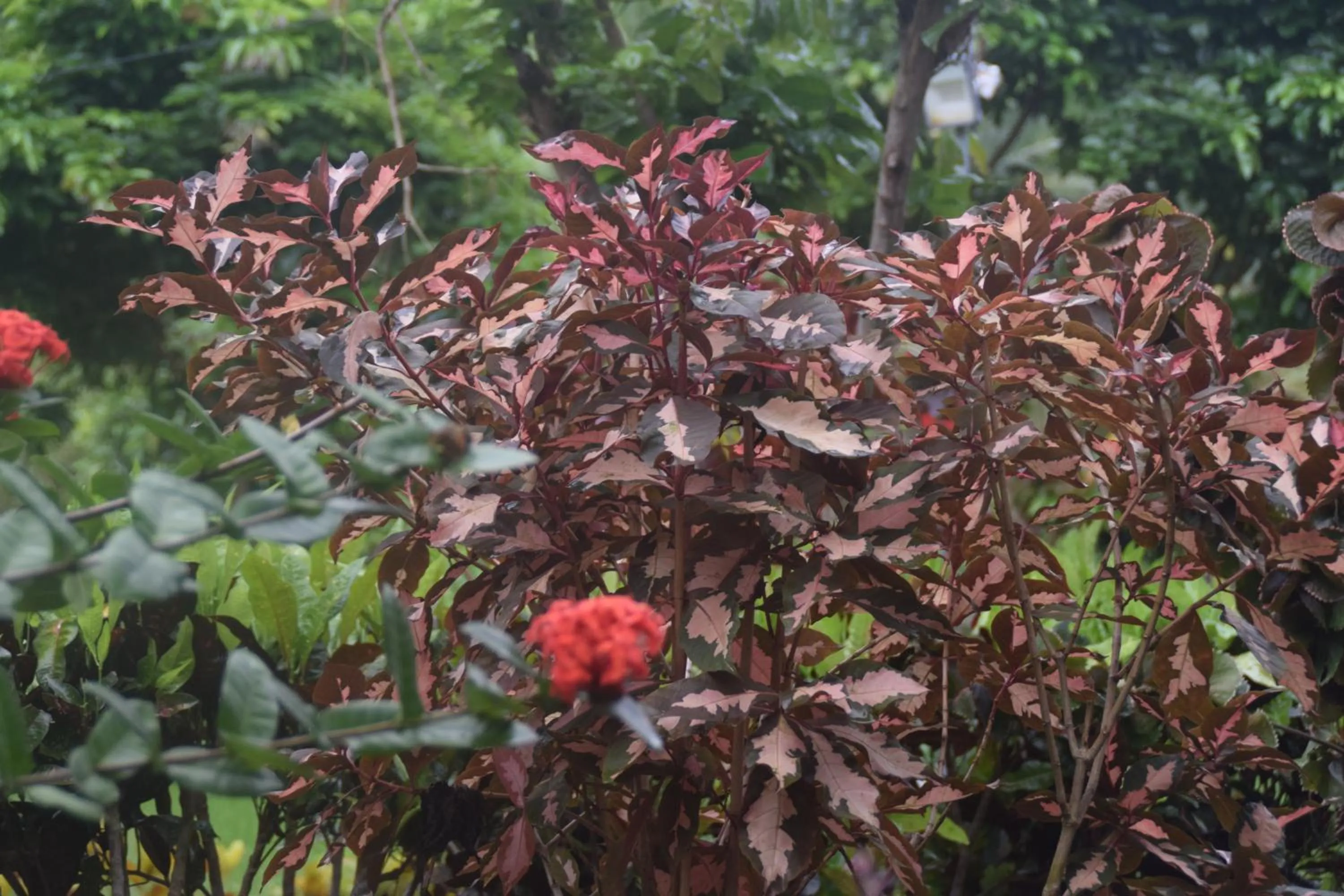 Day in Hotel Exotica Squares