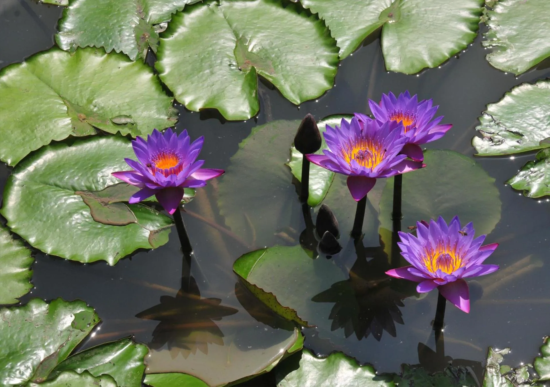 Spring in Back of Beyond - Wild Haven