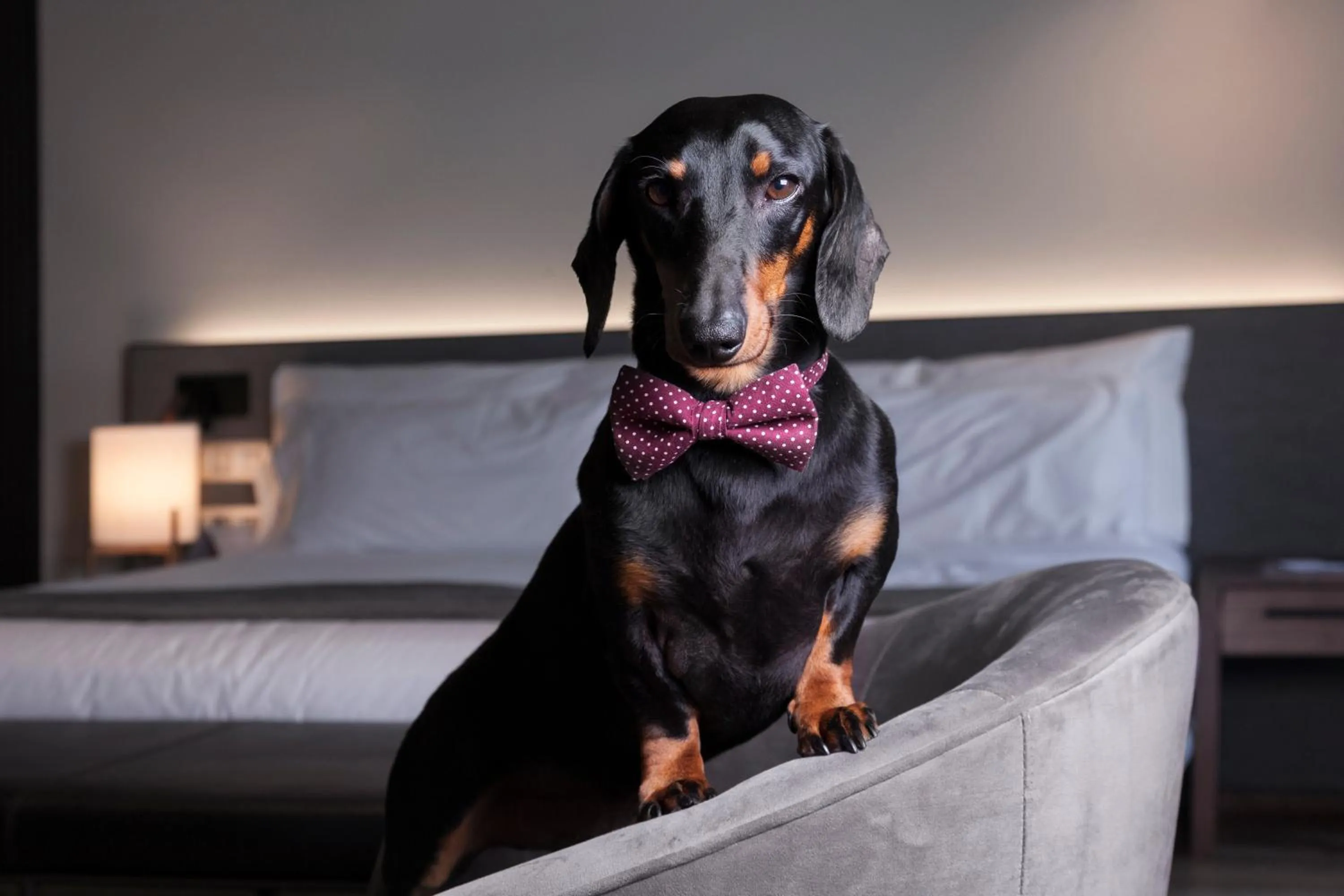 Animals in Petit Palace Lealtad Plaza