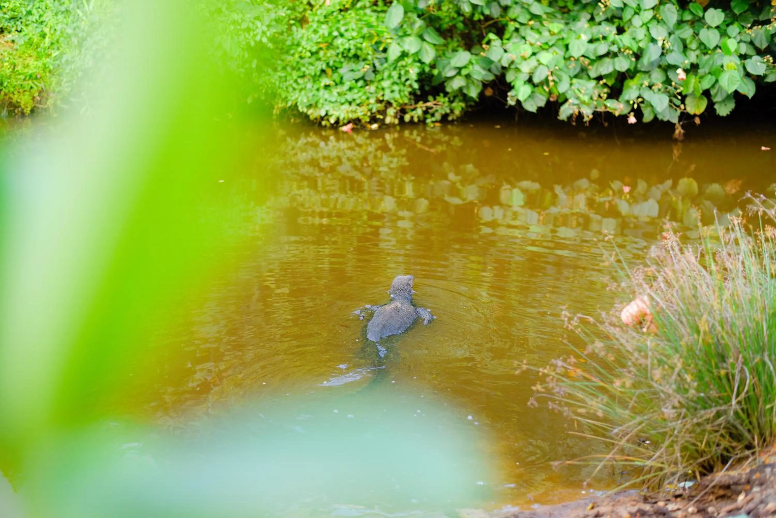 Animals in Odailem Resort - Talpe