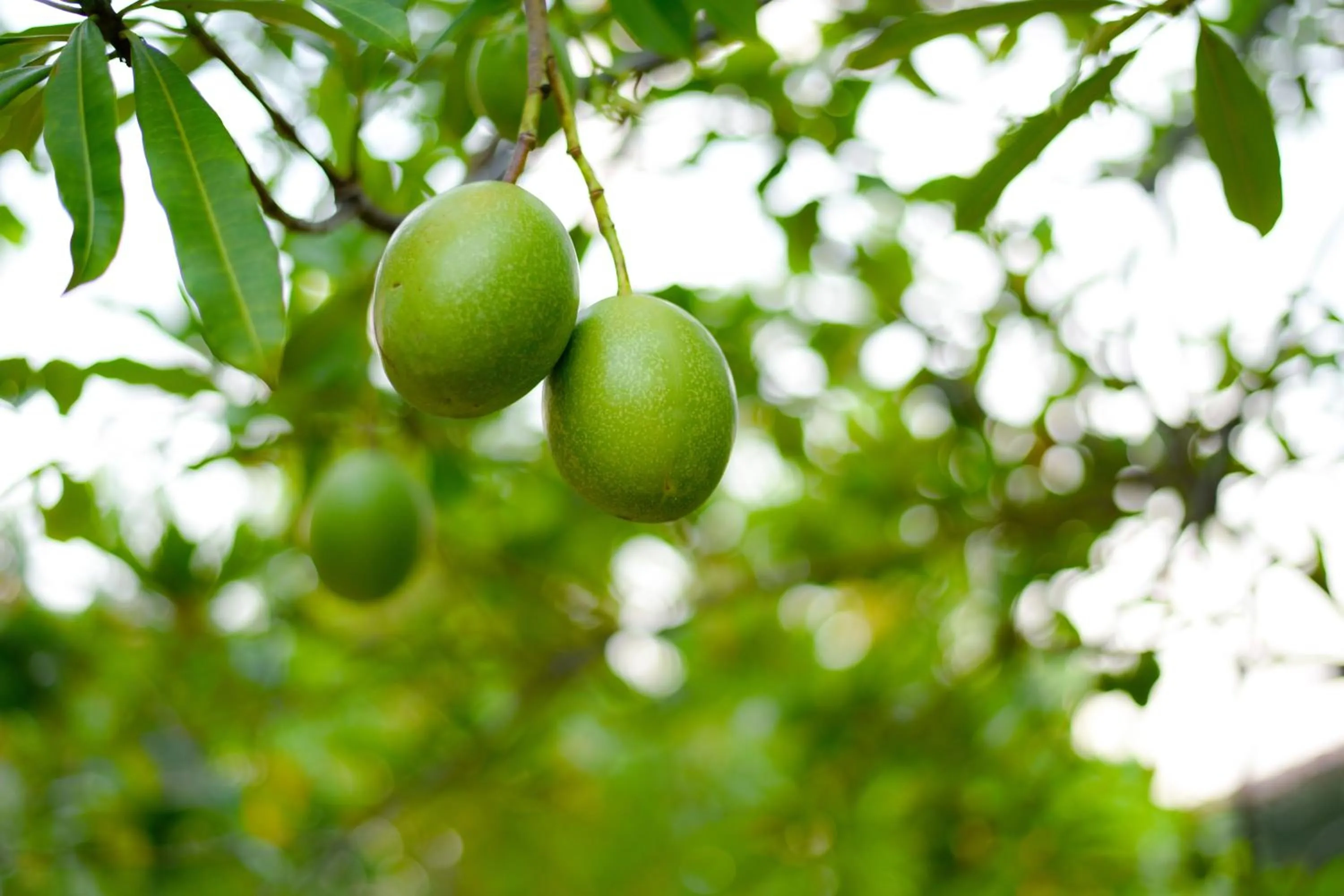 Natural landscape in Odailem Resort - Talpe