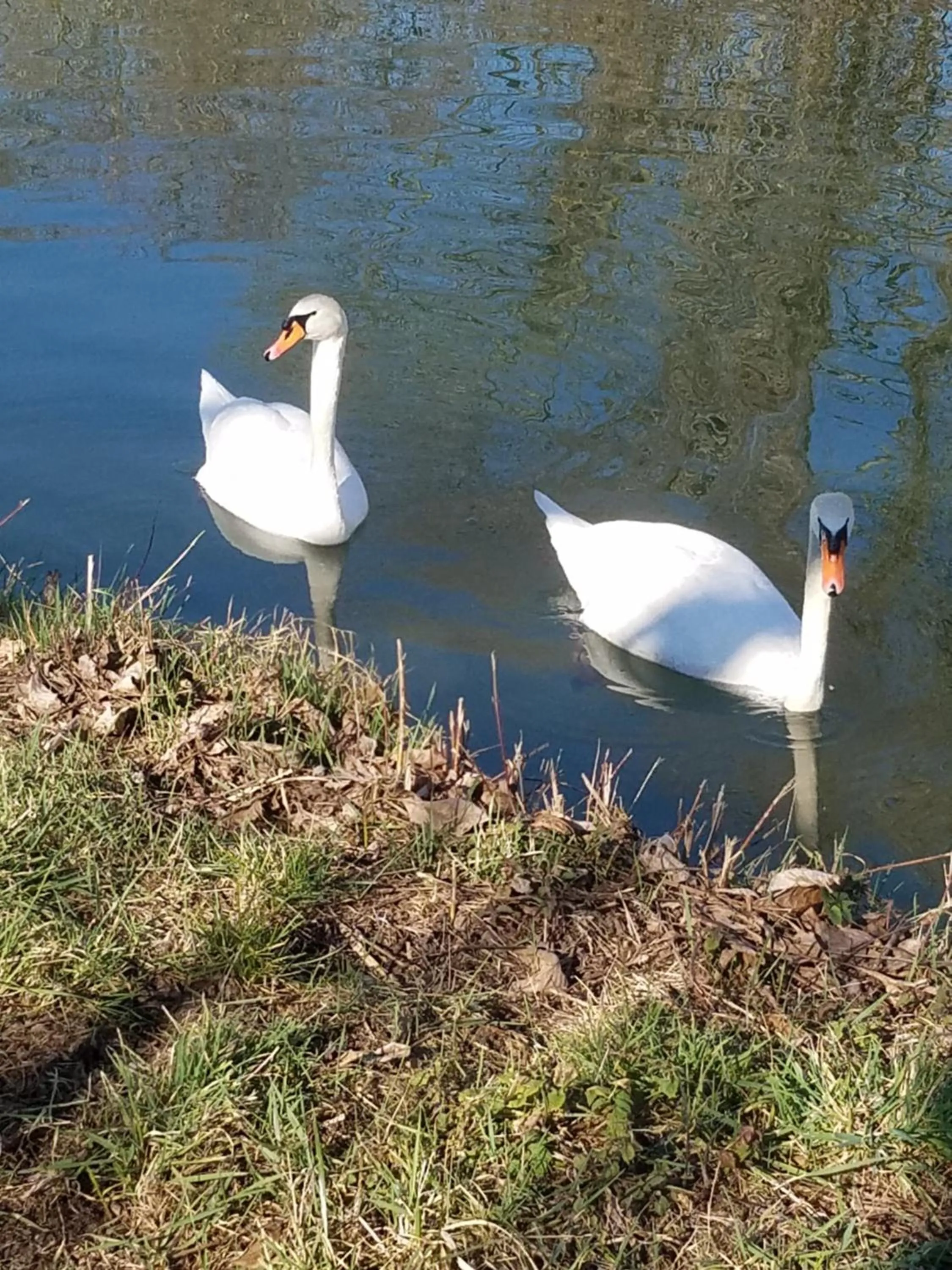 Activities in Les mésanges de l'Ill