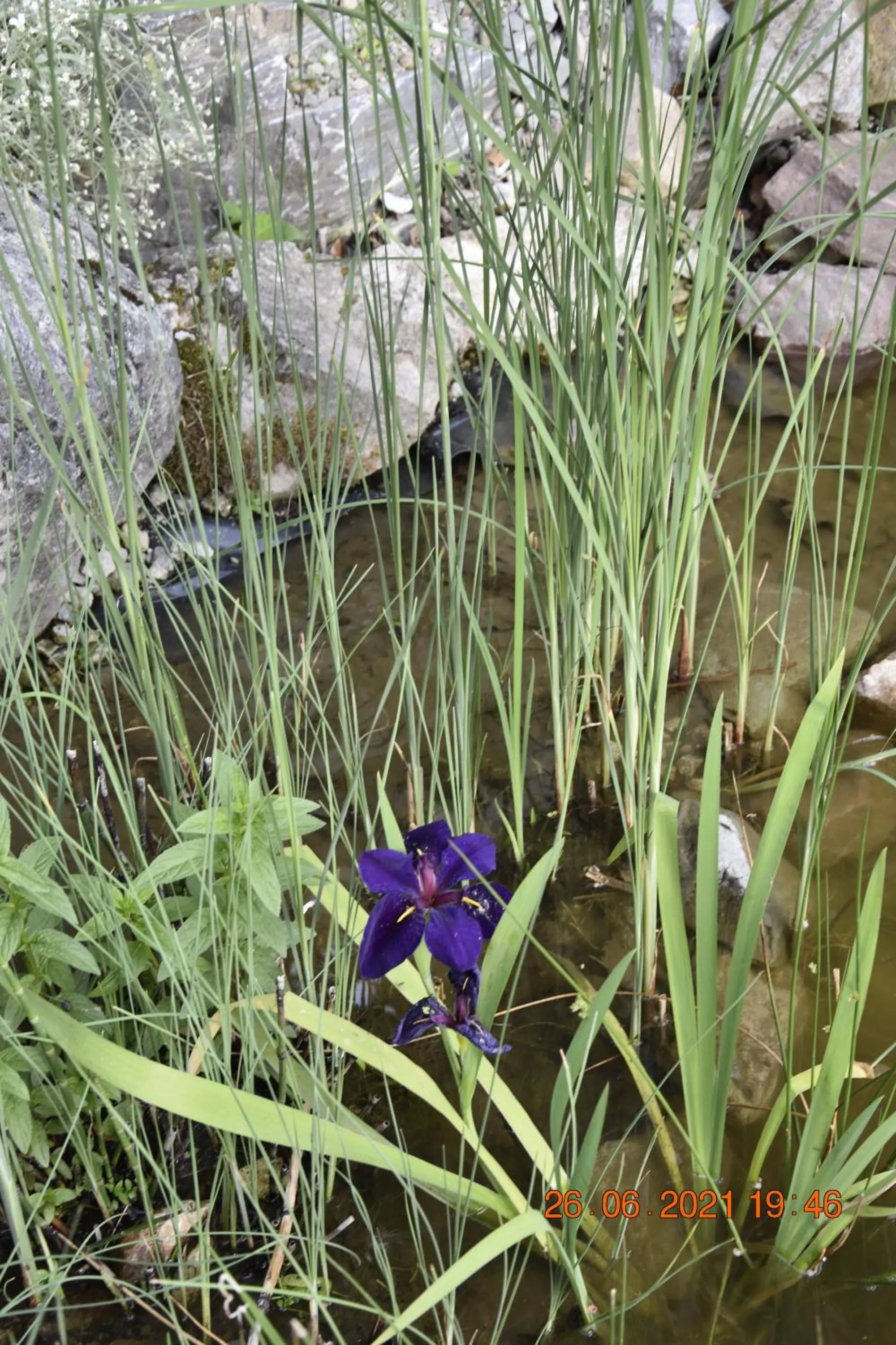 Garden in Landhotel Anna