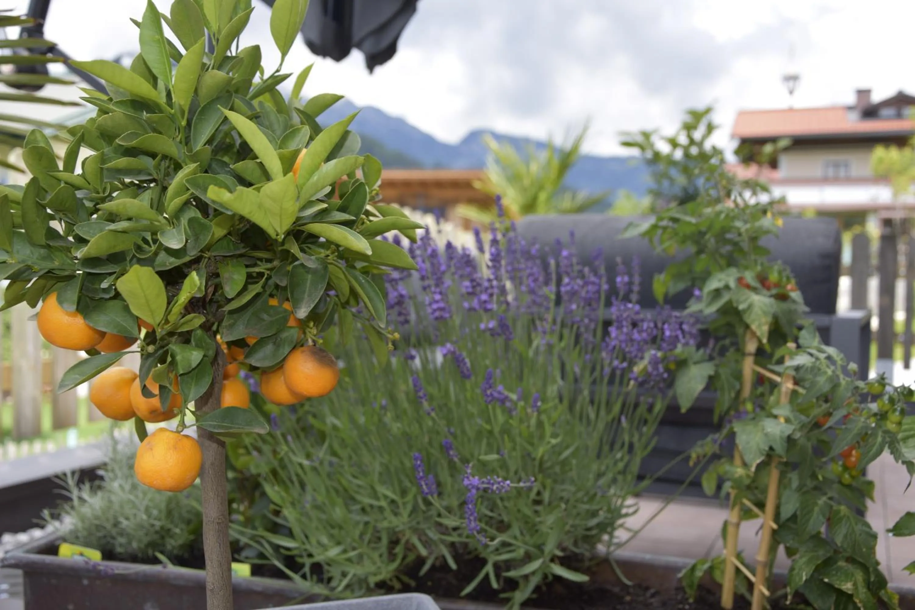 Summer in Landhotel Anna