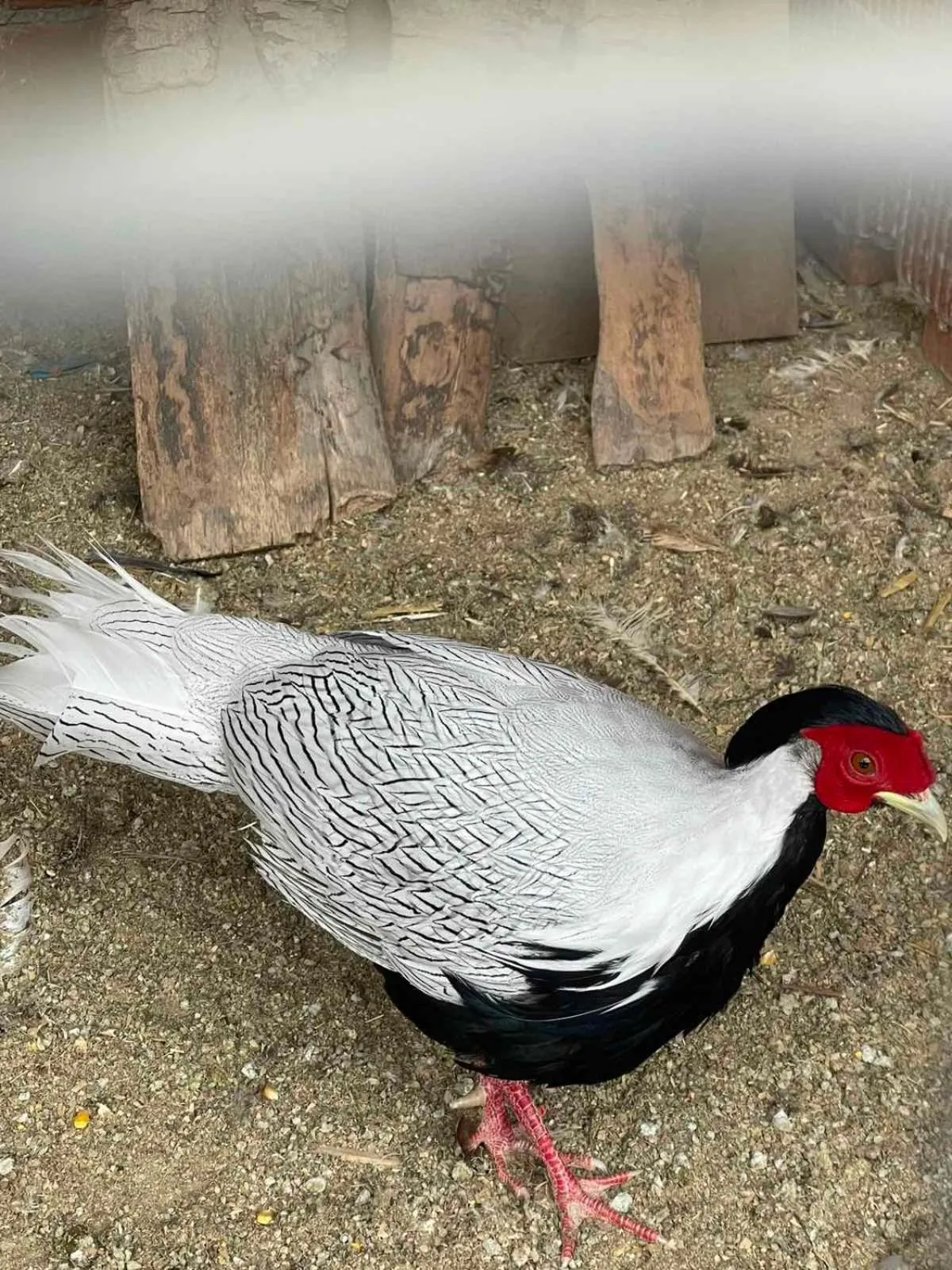 Etno selo Vile Jefimija, selo Preobrazenje, Vranje