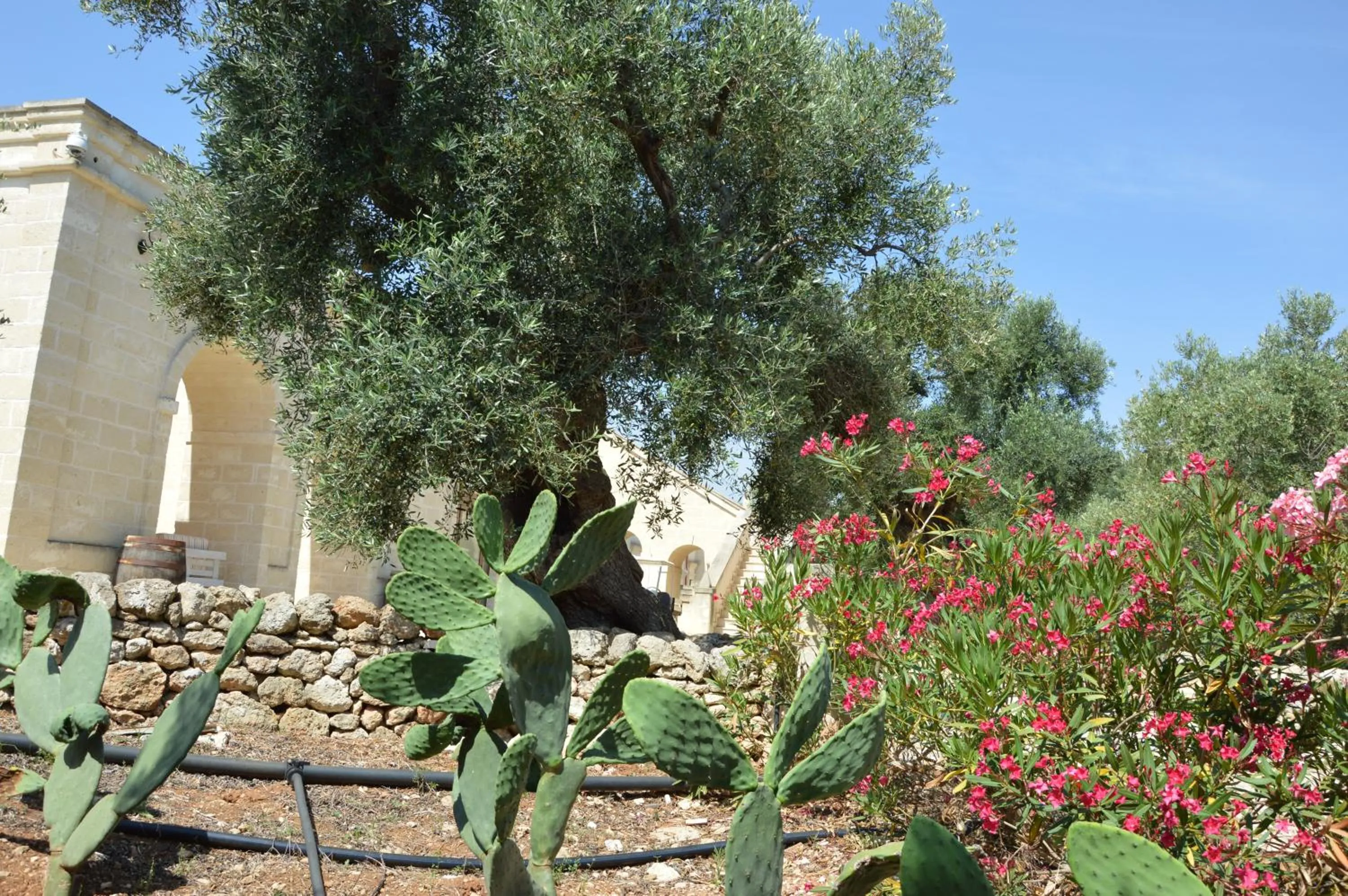 Spring in Agriturismo Masseria San Leonardo