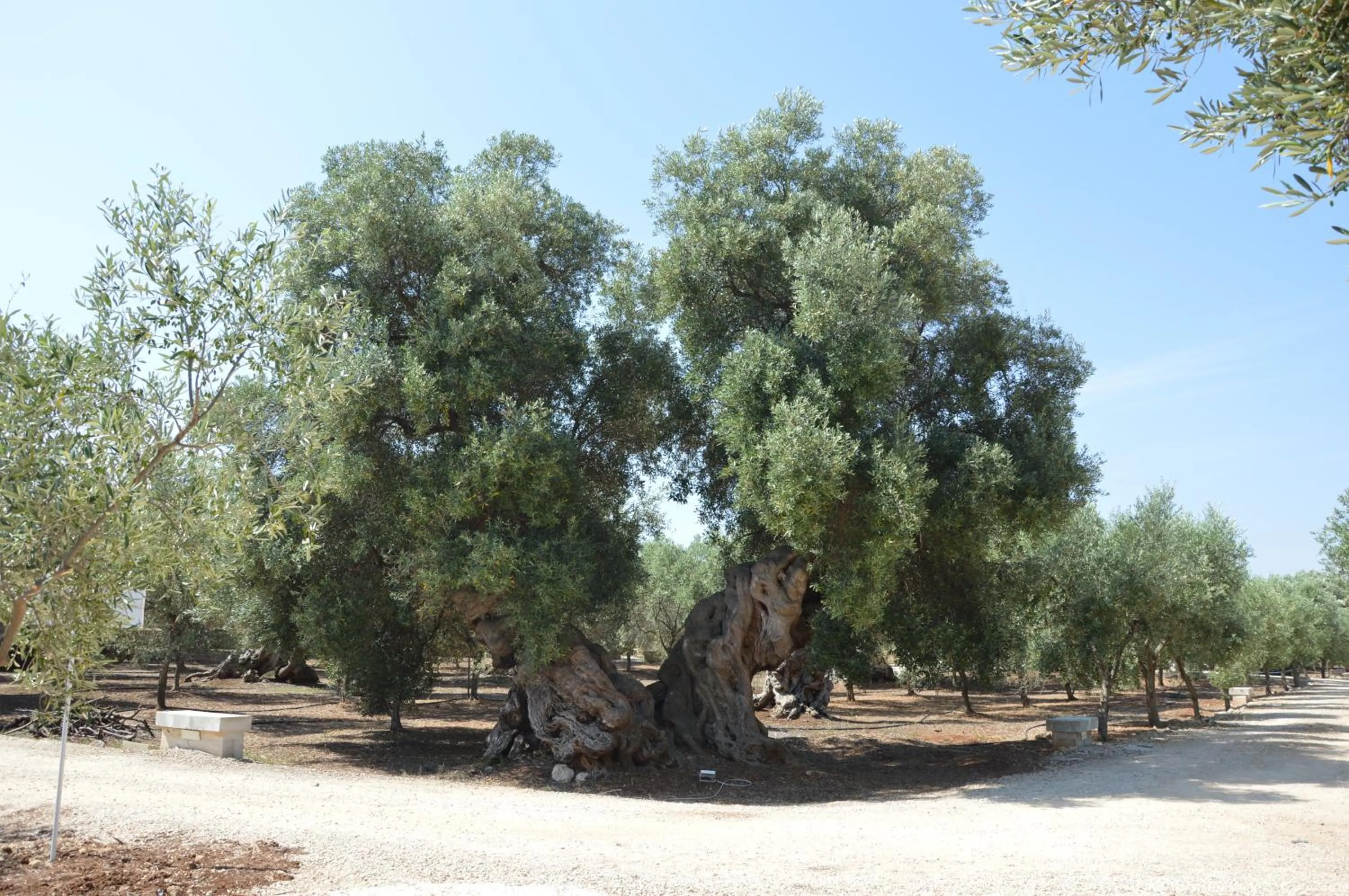 Day in Agriturismo Masseria San Leonardo