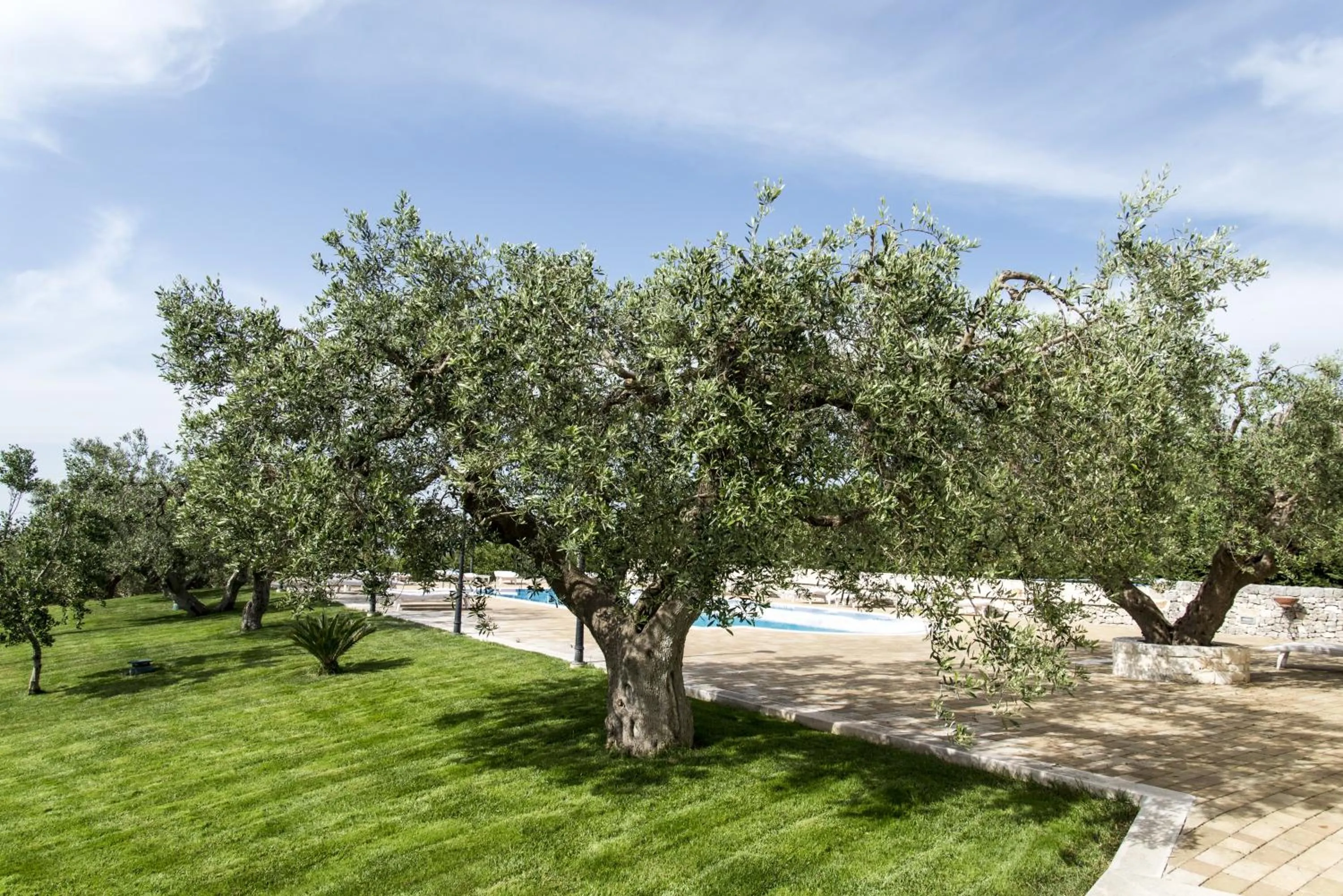Pool view in Masseria Gravelle