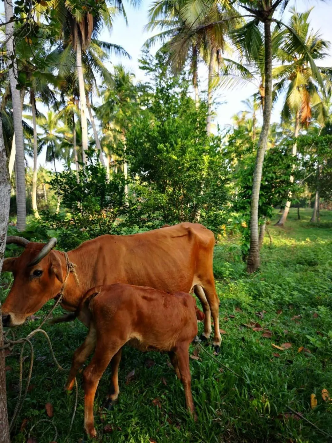 Activities in Anodawa Boutique Villa