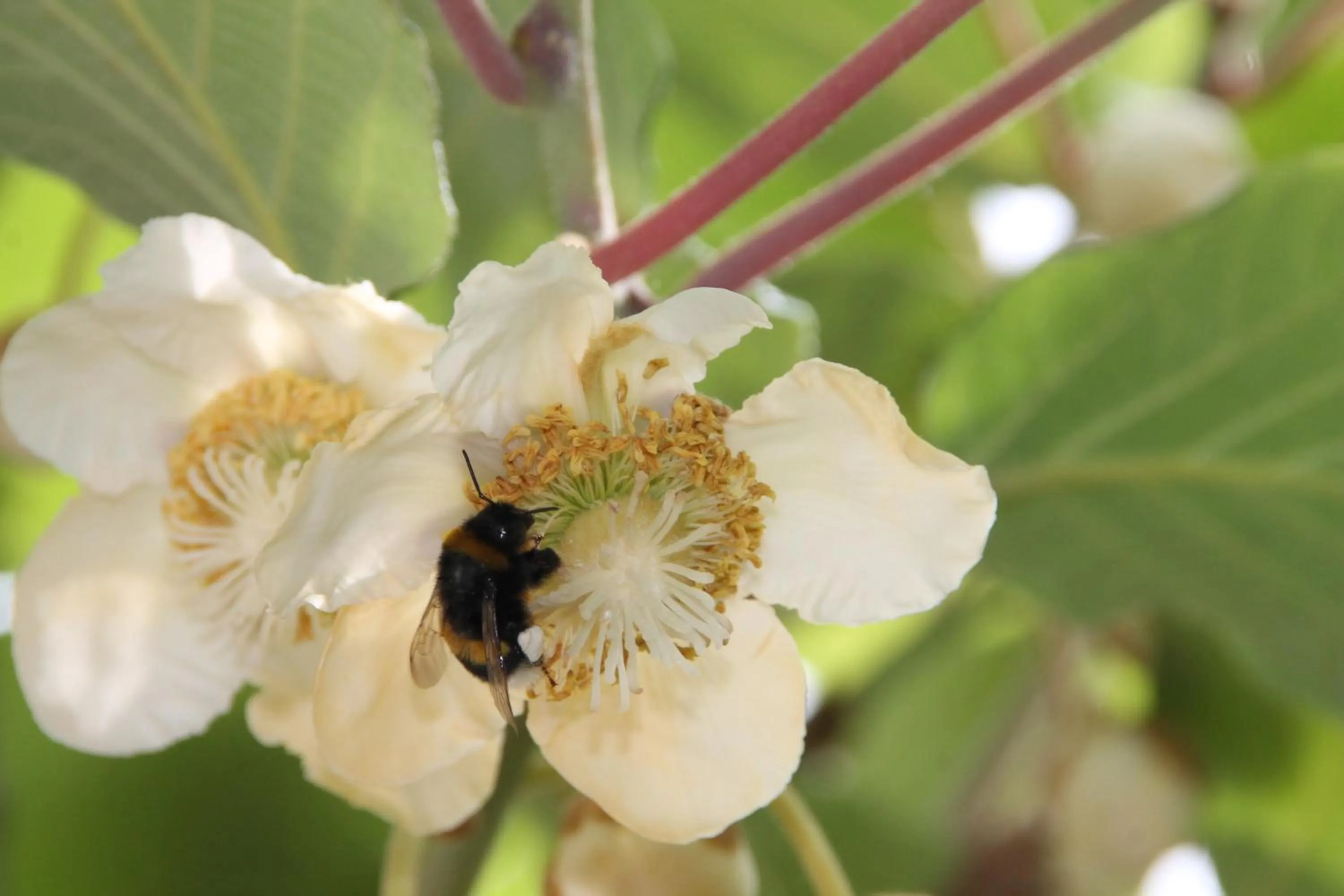Summer in RIESENjunior Hanau by Trip Inn