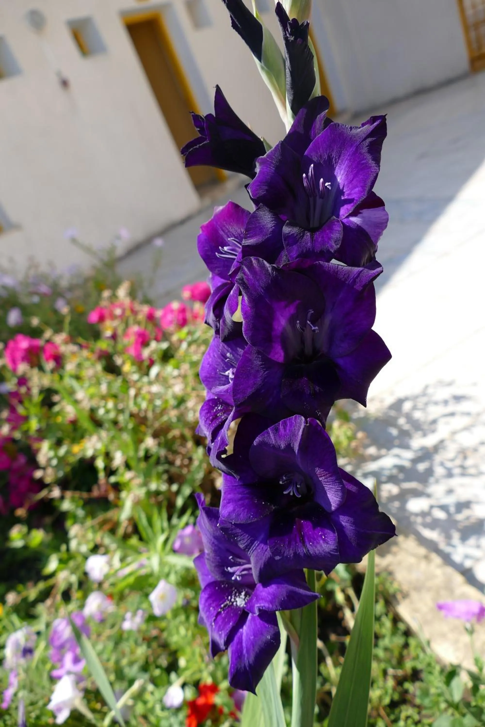 Day in Hôtel LES MIMOSAS TABARKA