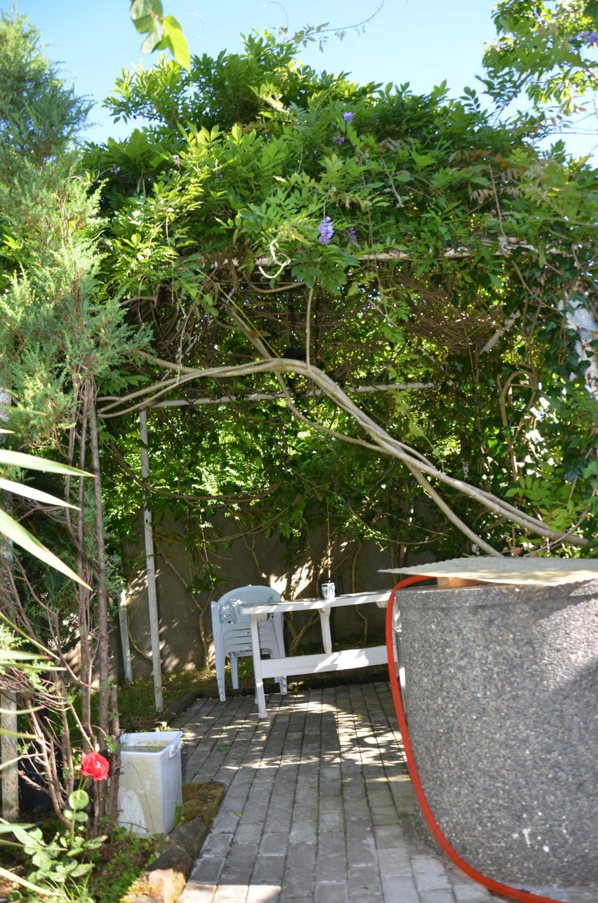 Garden in TJ Guest House