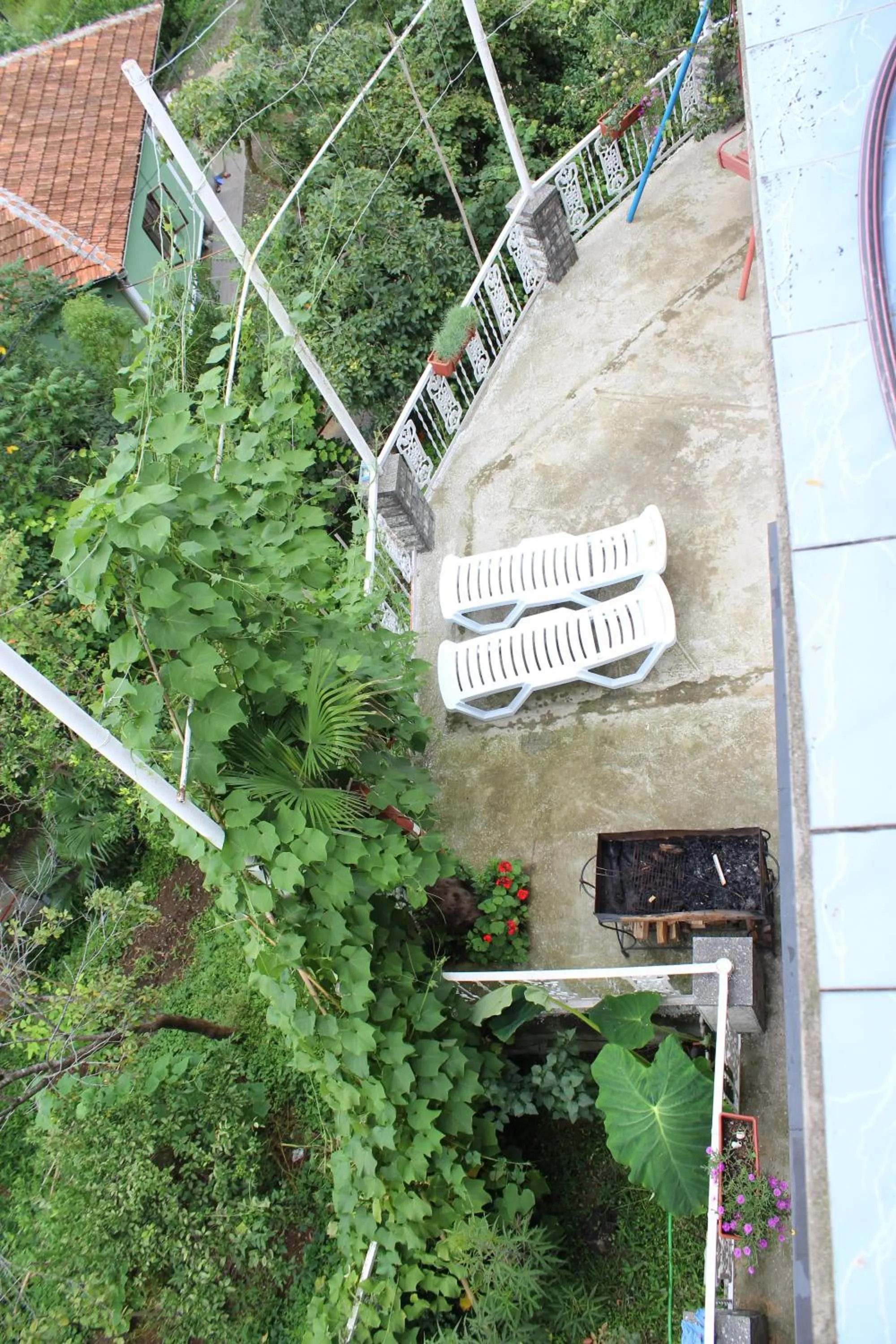 Garden in TJ Guest House