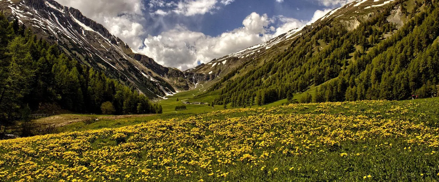 Garden in Hotel Edelweiss