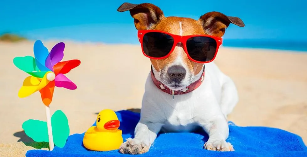 Pacific Paradise Airport Motel