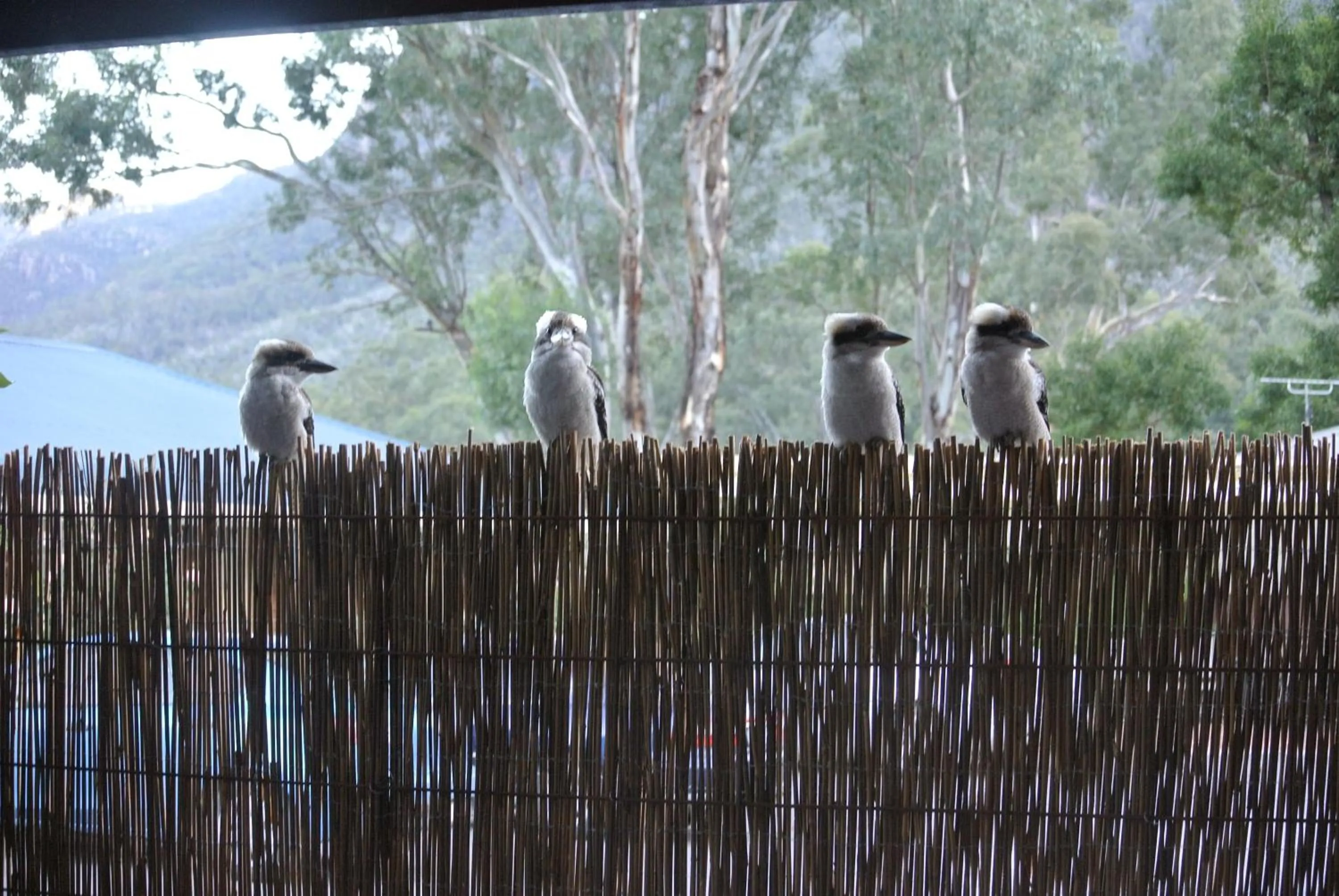 Animals in Kookaburra Motor Lodge
