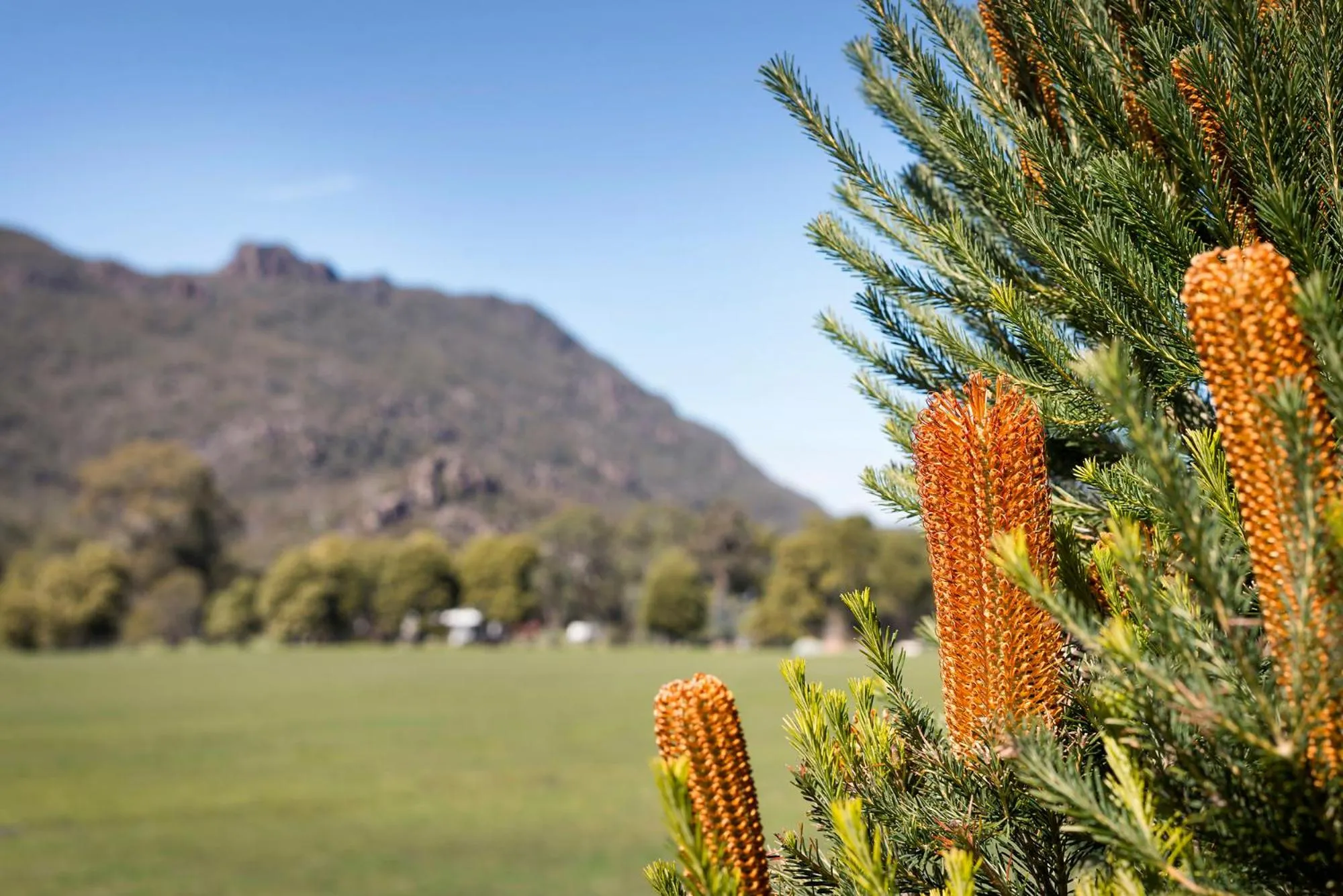 Natural landscape in Kookaburra Motor Lodge