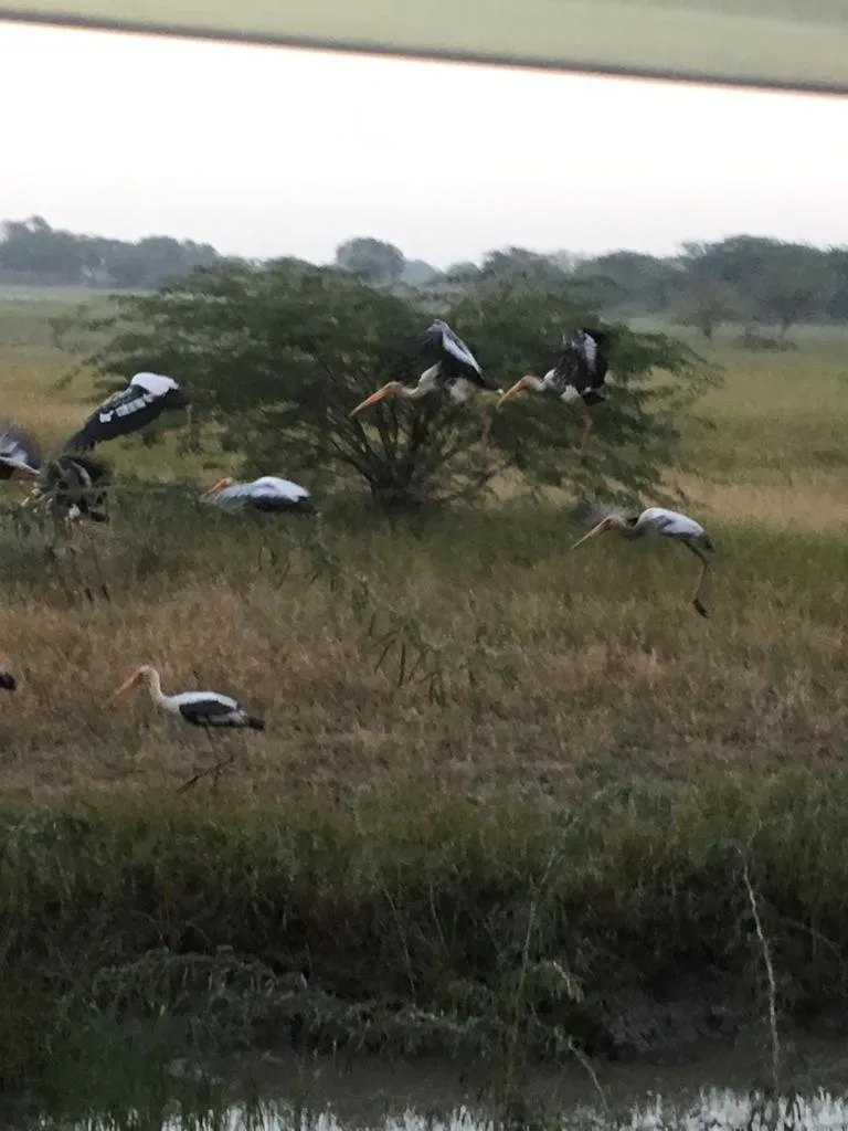 Animals in Fort Barli - A 16th Century Castle