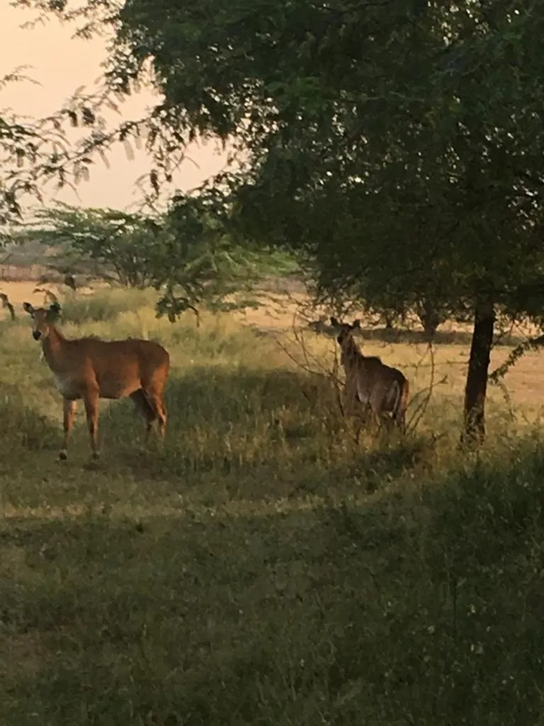 Activities in Fort Barli - A 16th Century Castle