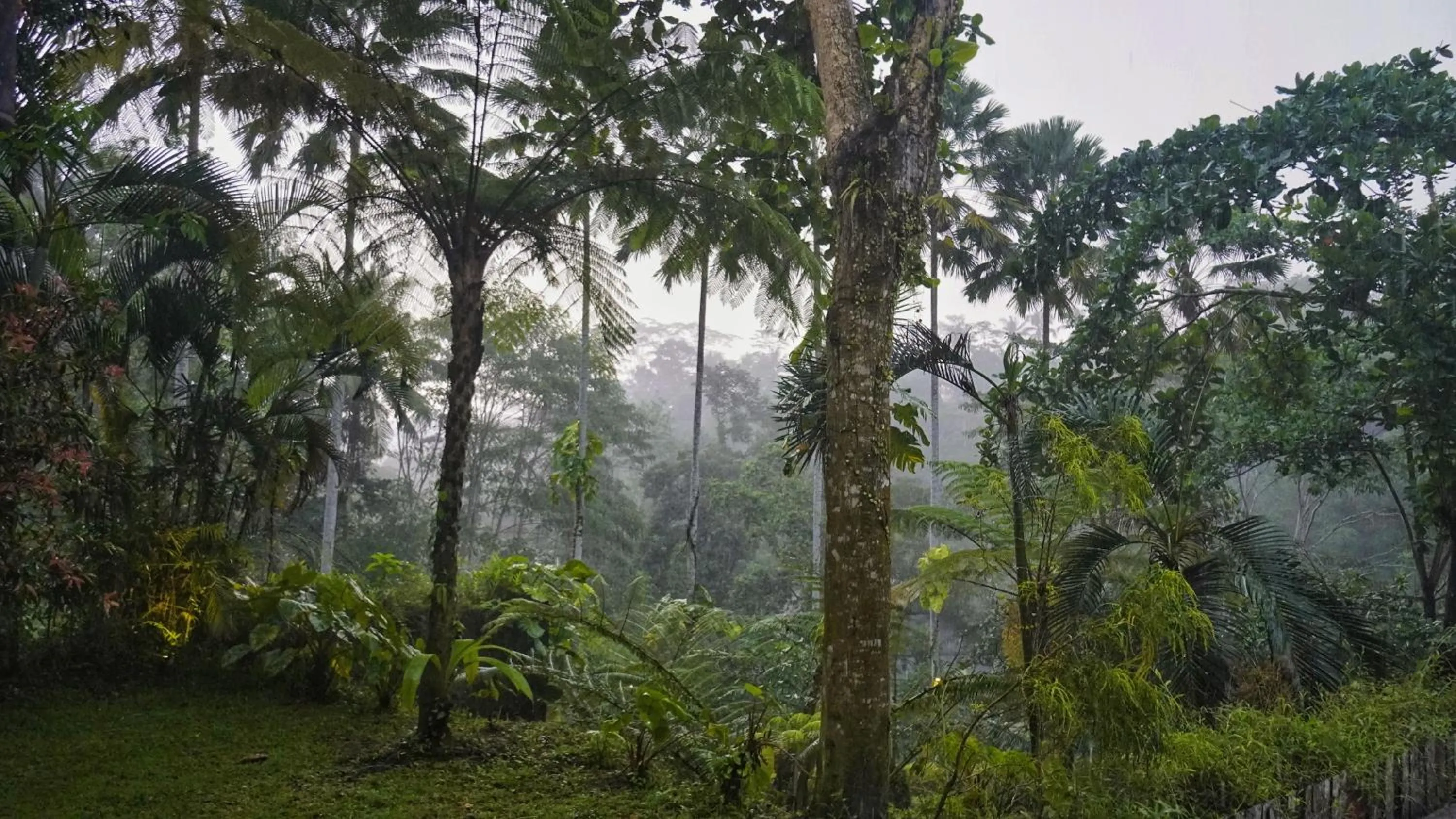 View (from property/room) in Sandhya Villa Ubud