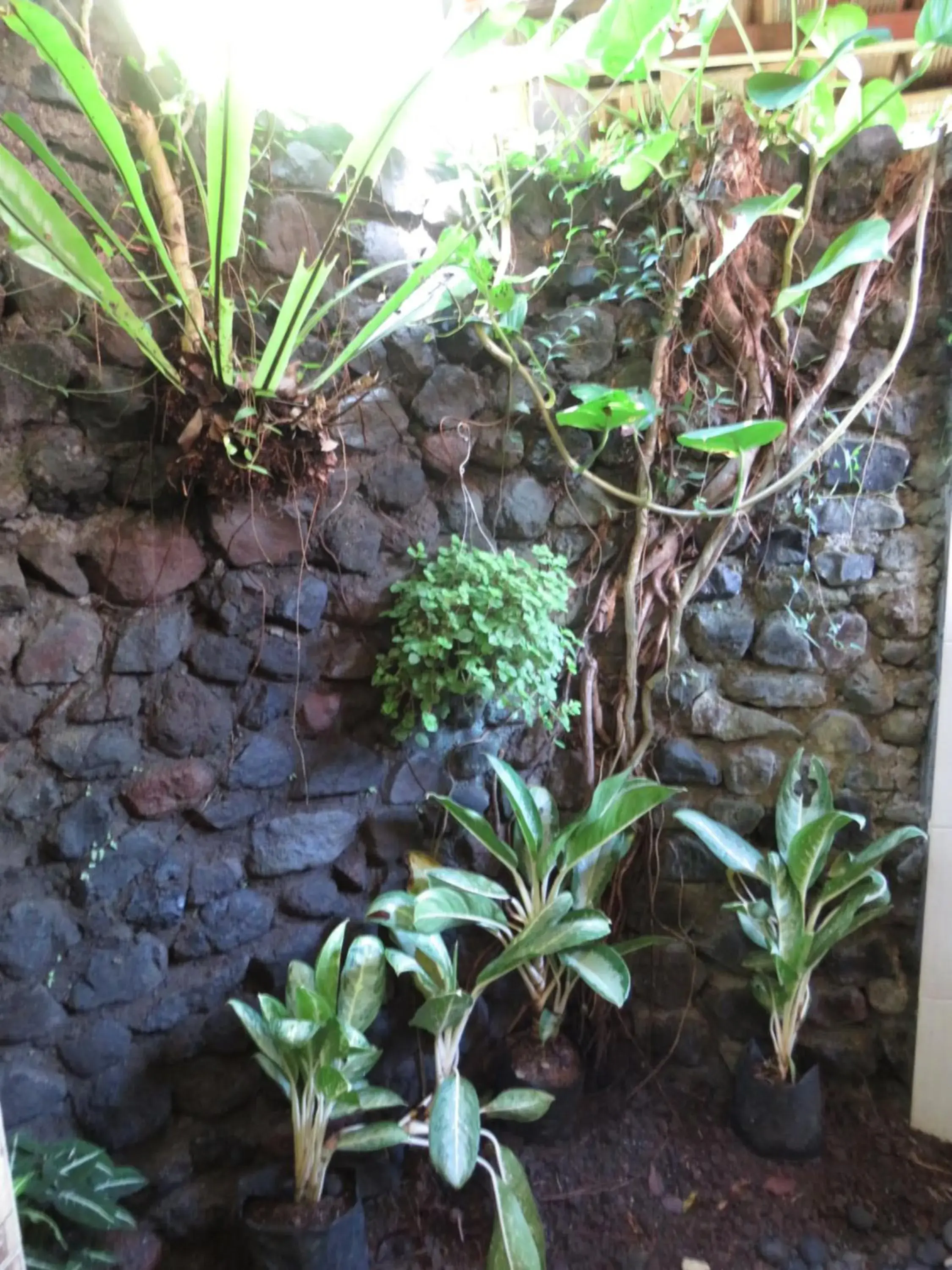 Standard Twin Room in Great Mountain Views Villa Resort Standard Twin Room in Great Mountain Views Villa Resort